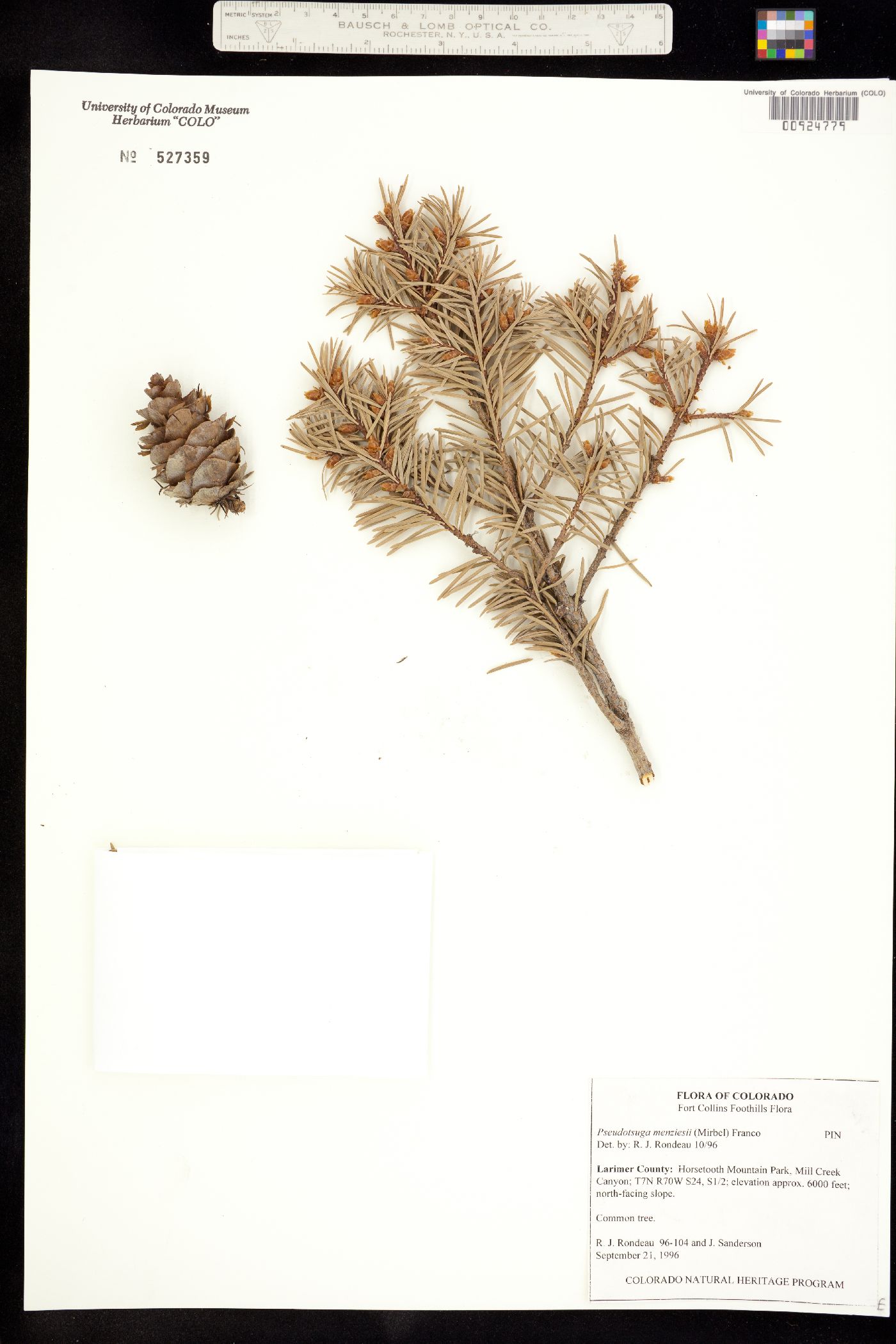 Pseudotsuga menziesii image