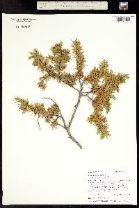 Juniperus communis subsp. alpina image