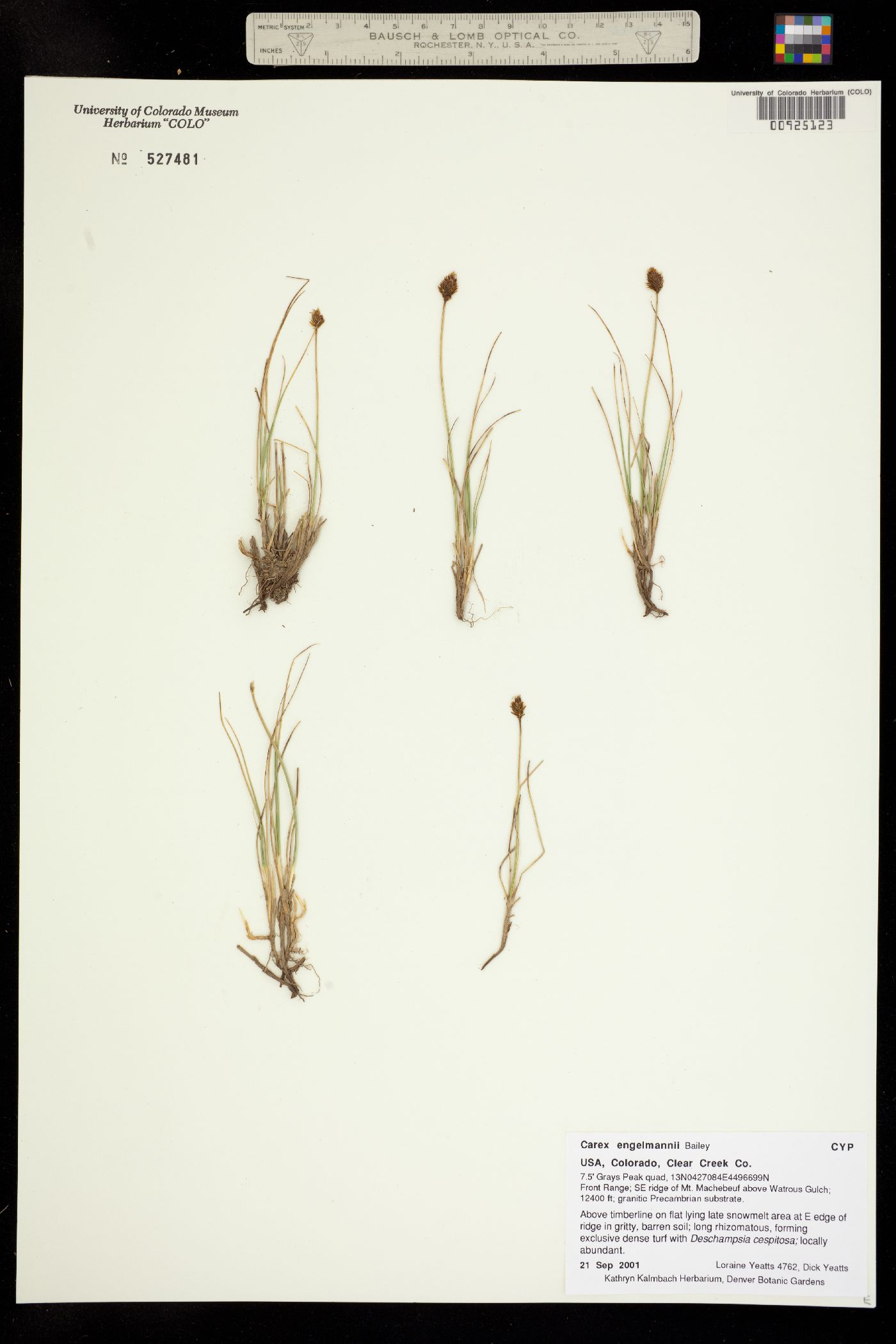 Carex engelmannii image
