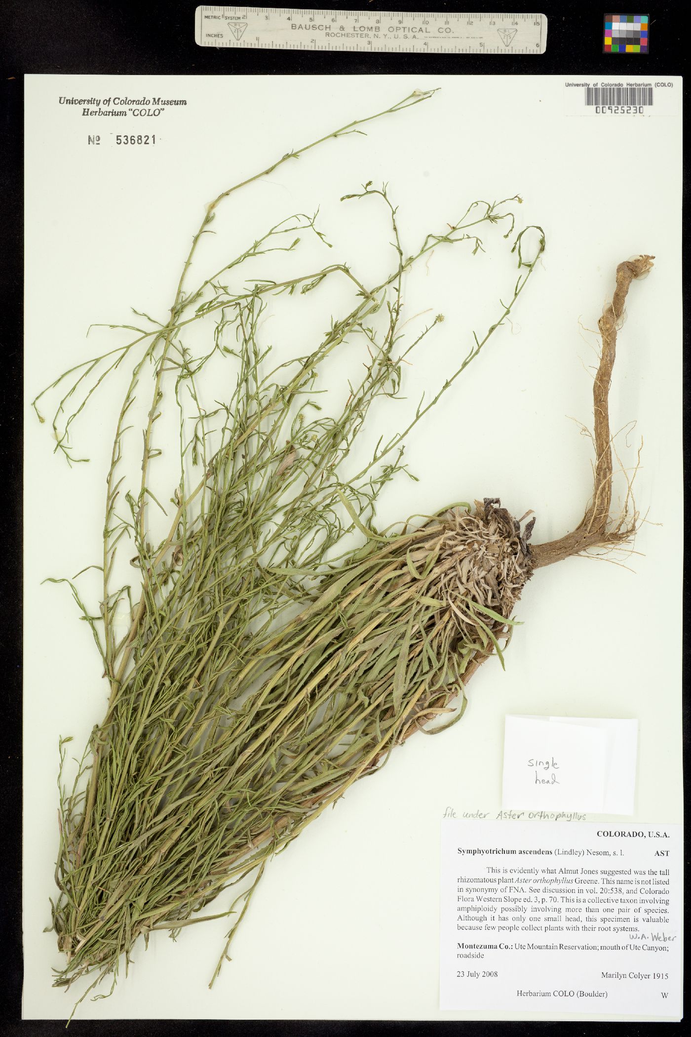 Aster orthophyllus image