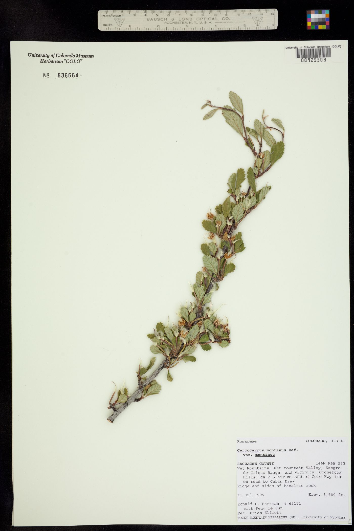 Cercocarpus montanus image