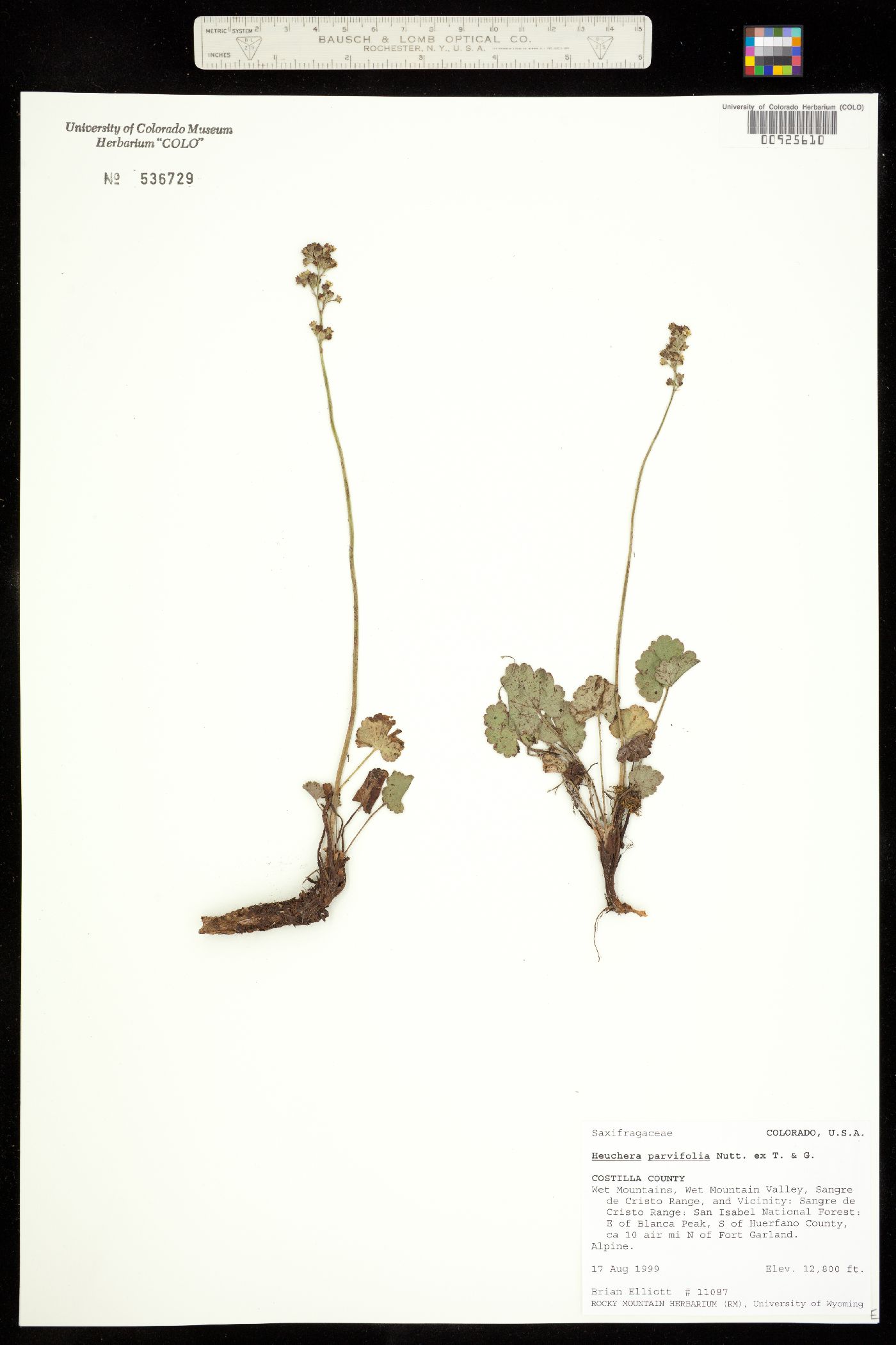 Heuchera parvifolia image