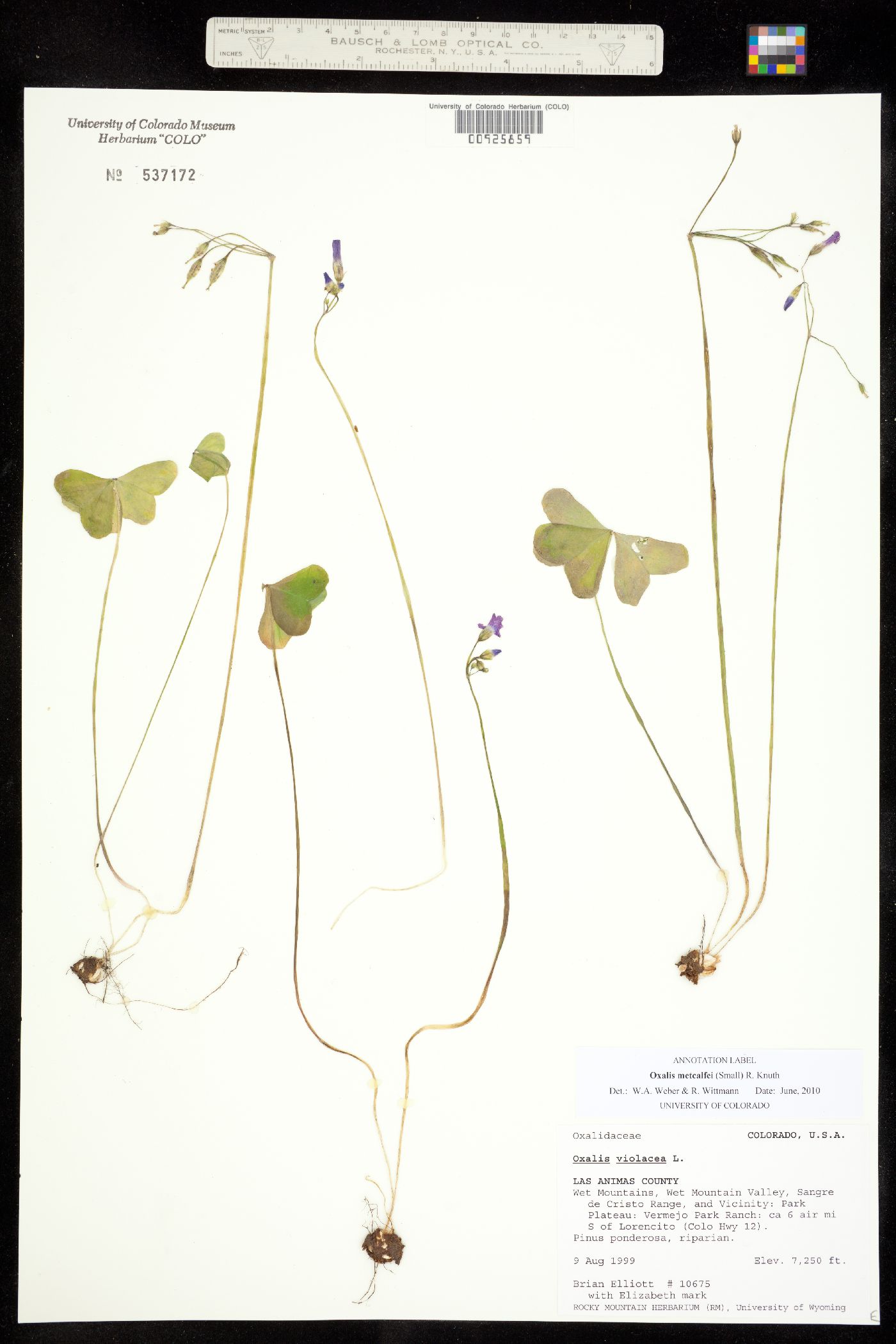 Oxalis alpina image