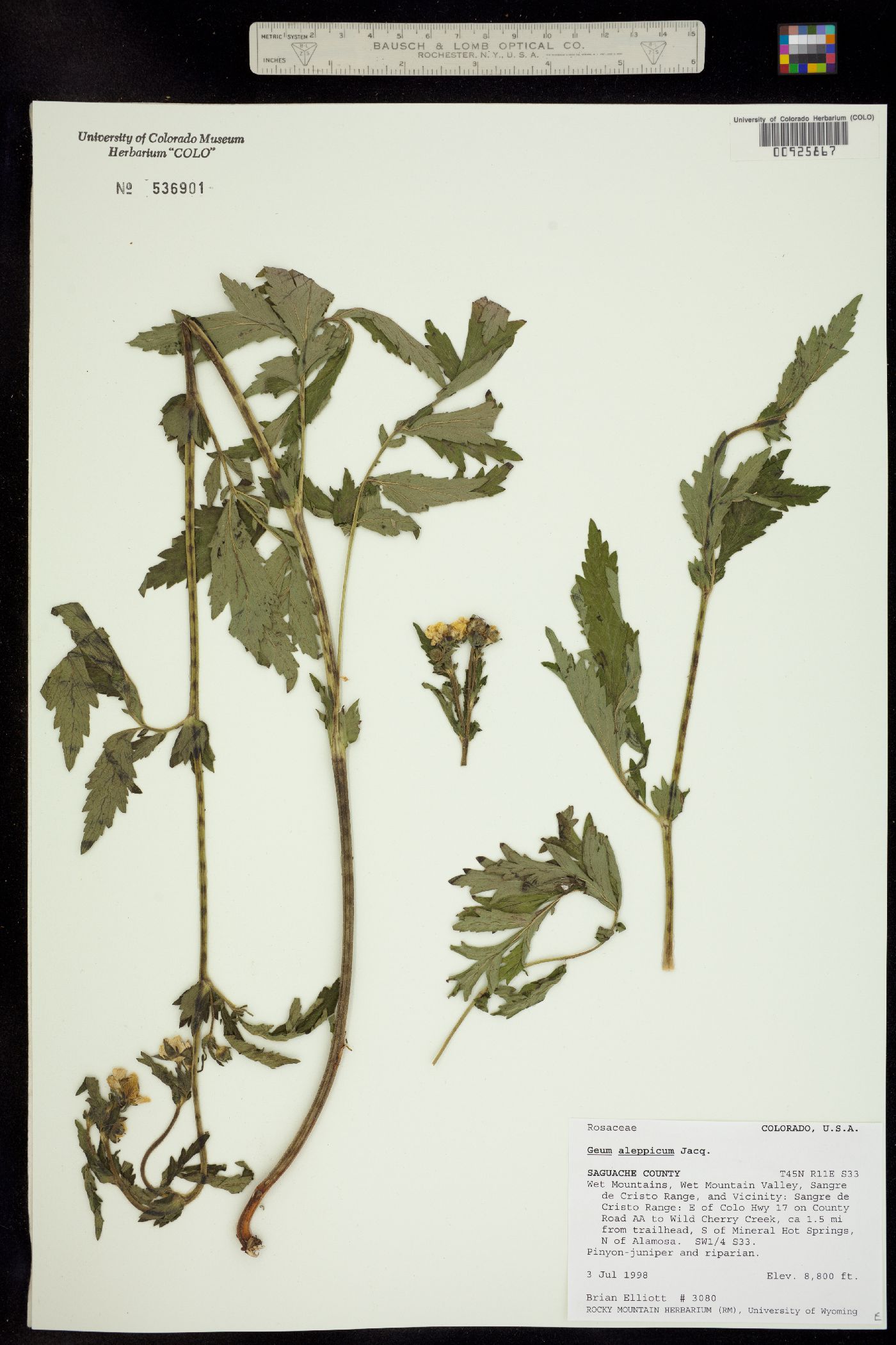 Geum image