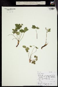 Fragaria vesca ssp. bracteata image