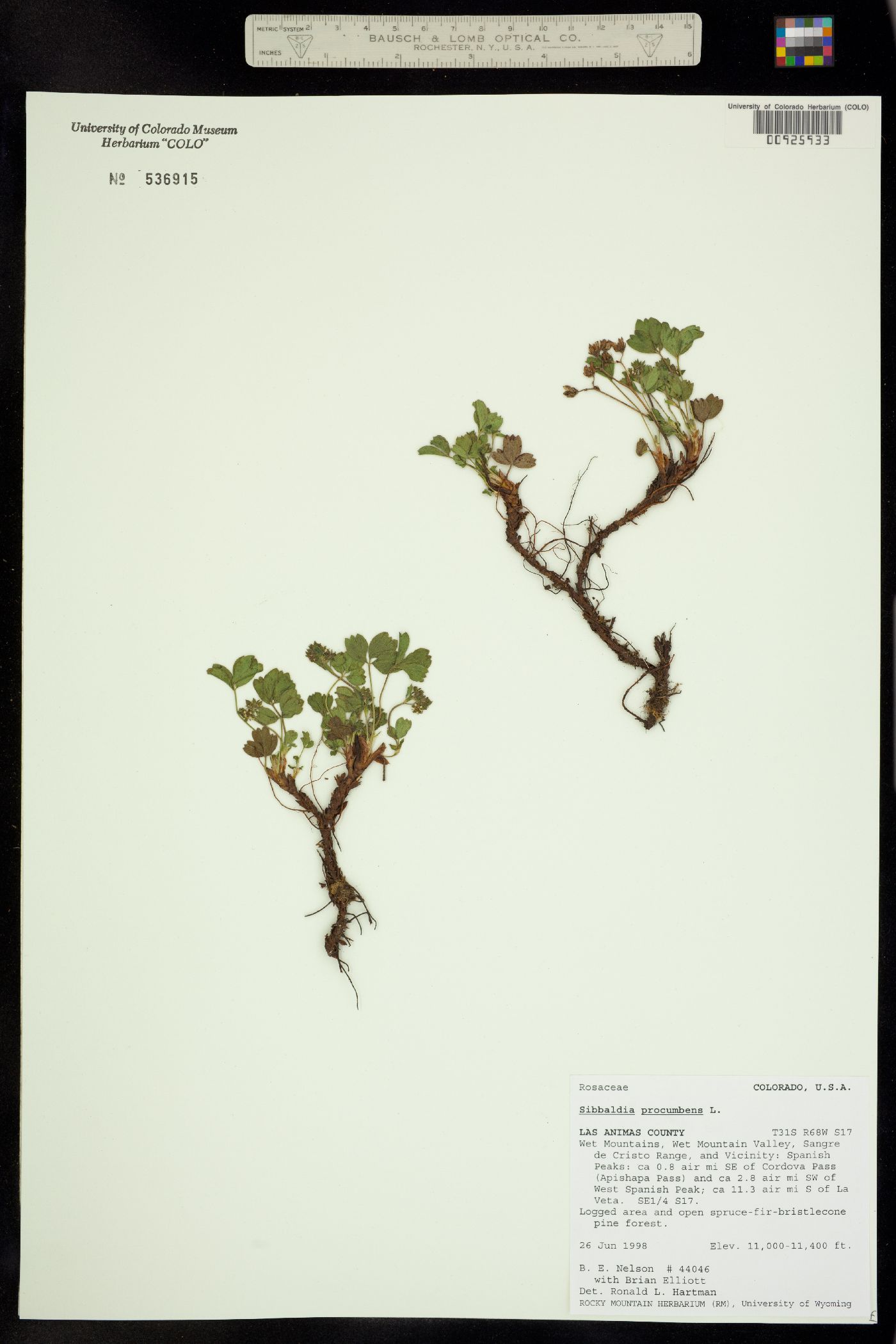 Sibbaldia procumbens image