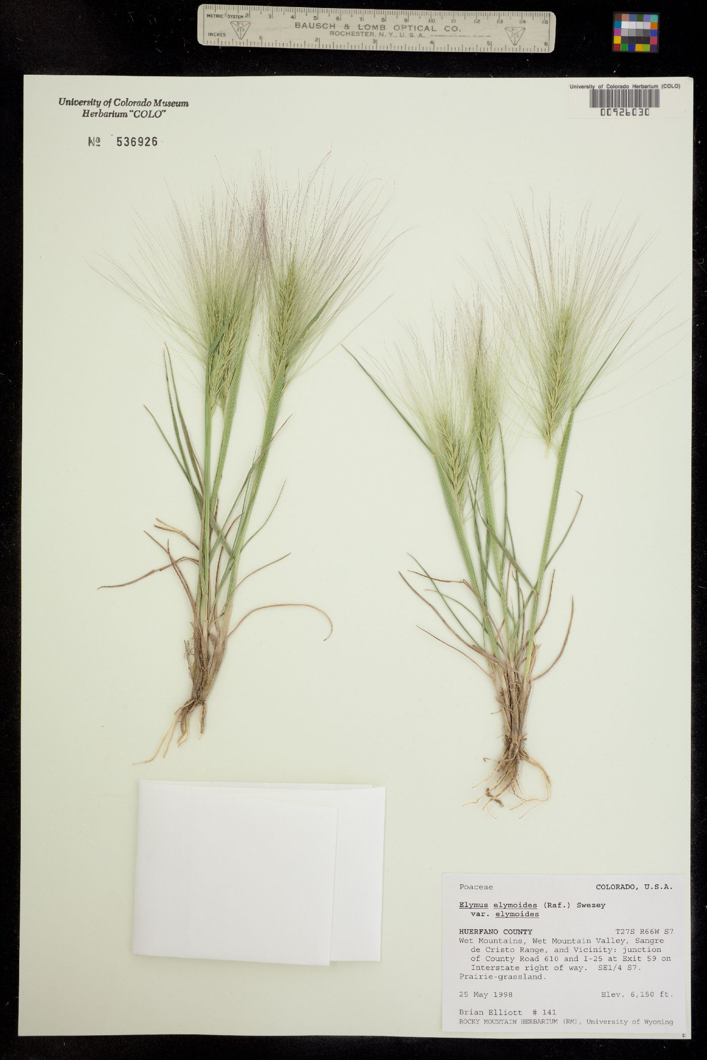Elymus elymoides image