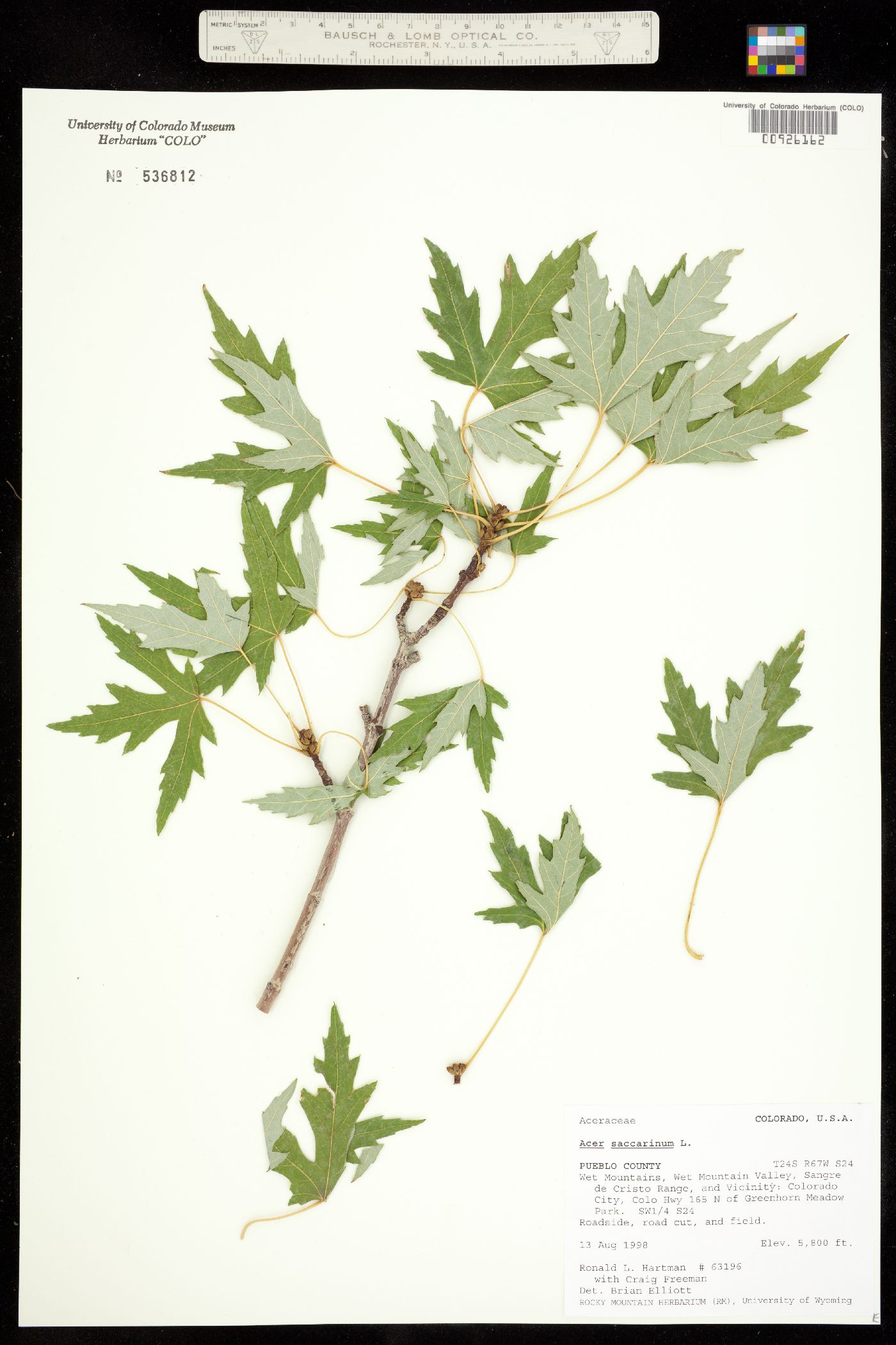 Acer saccharinum image