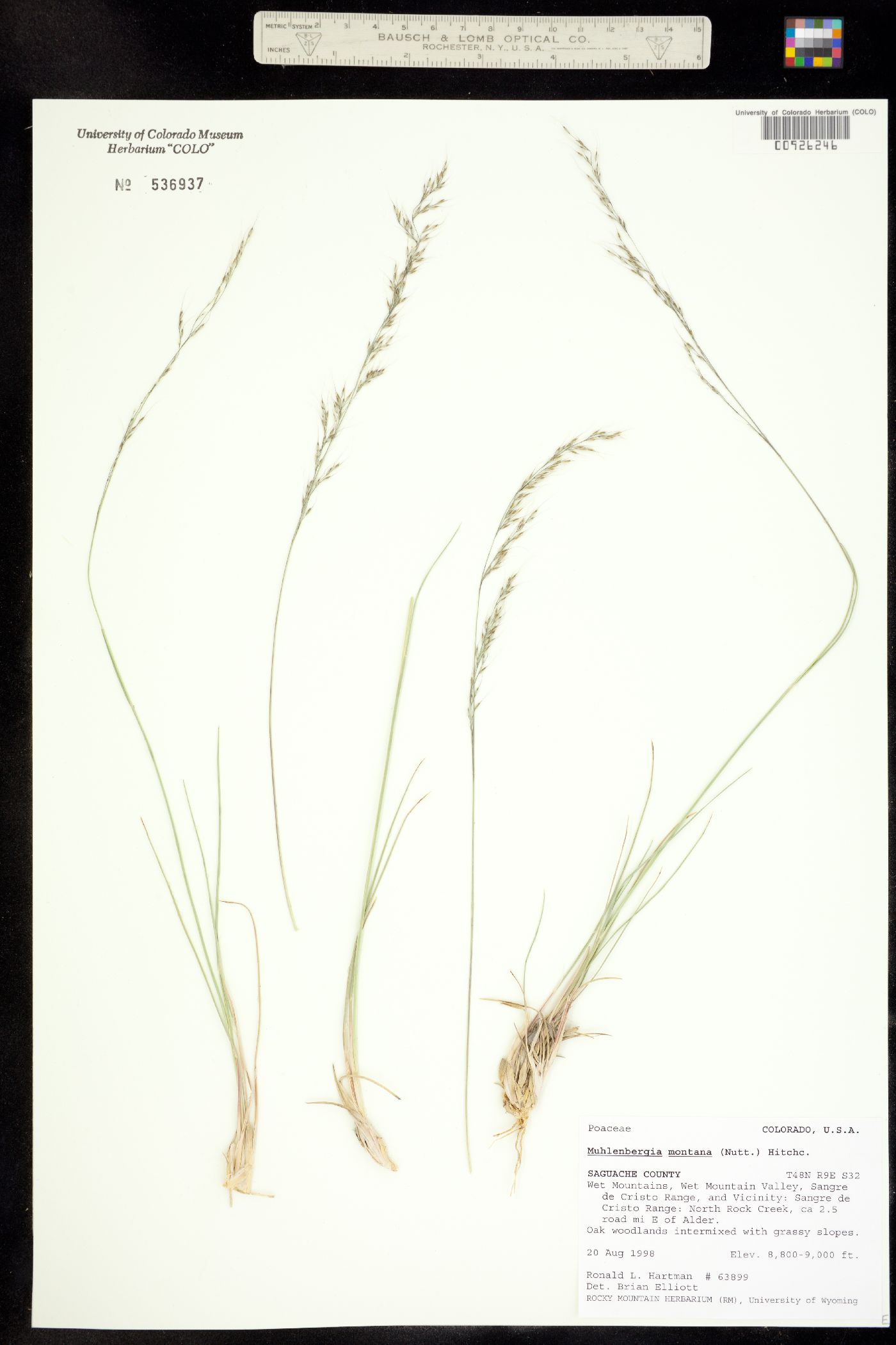 Muhlenbergia montana image