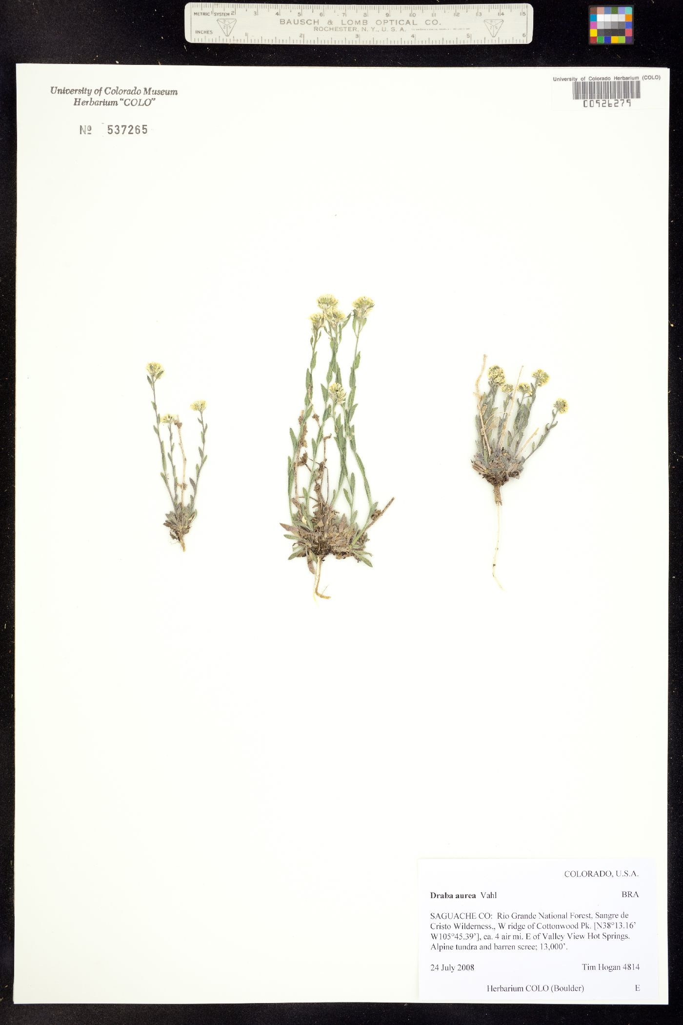 Draba image