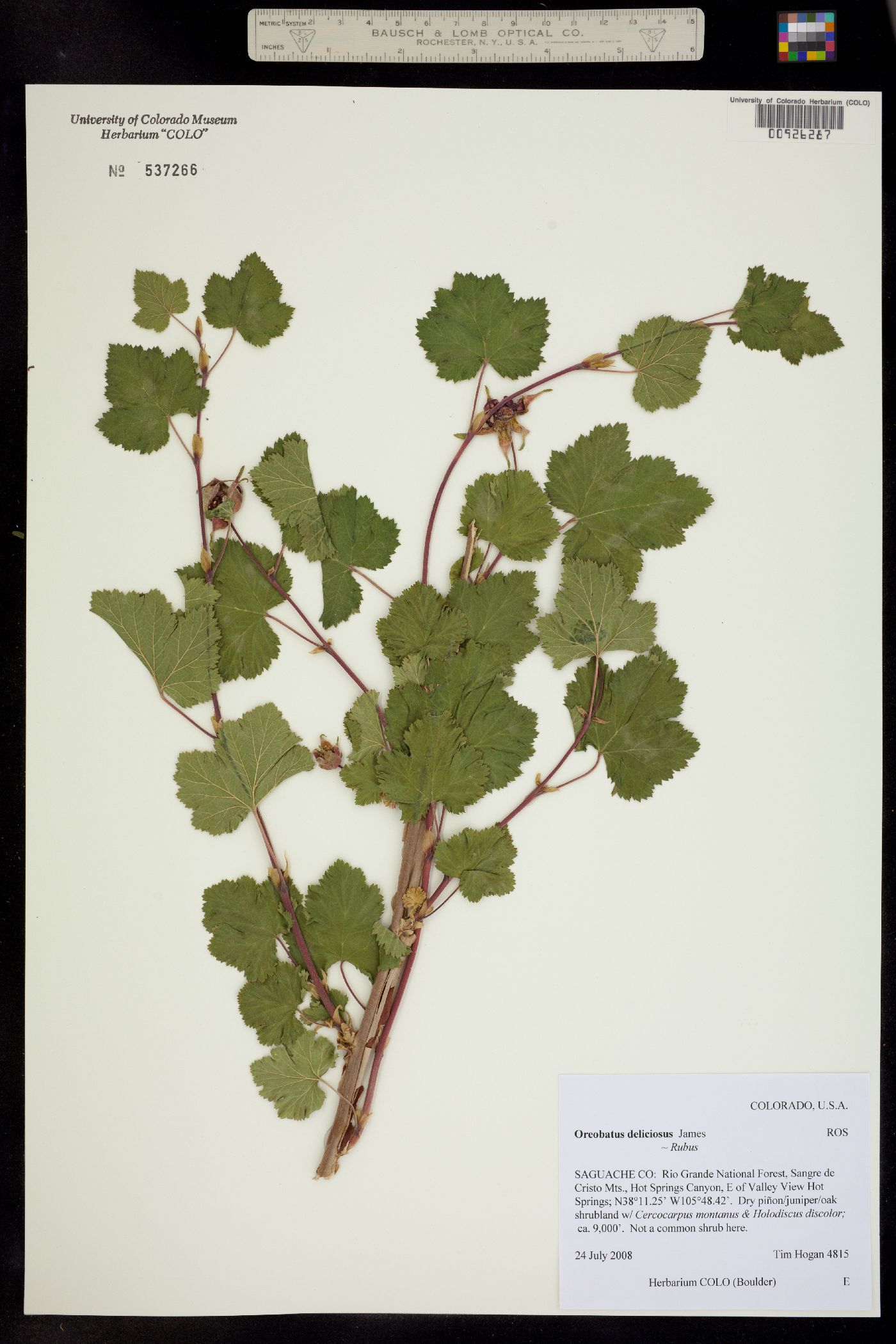 Rubus deliciosus image