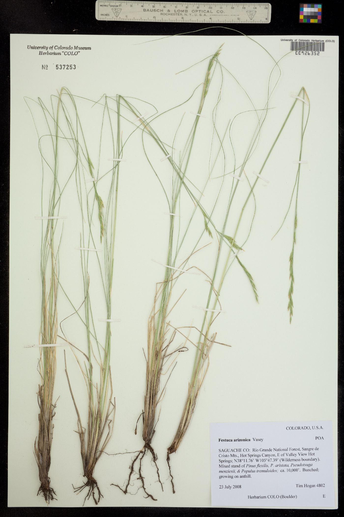 Festuca arizonica image