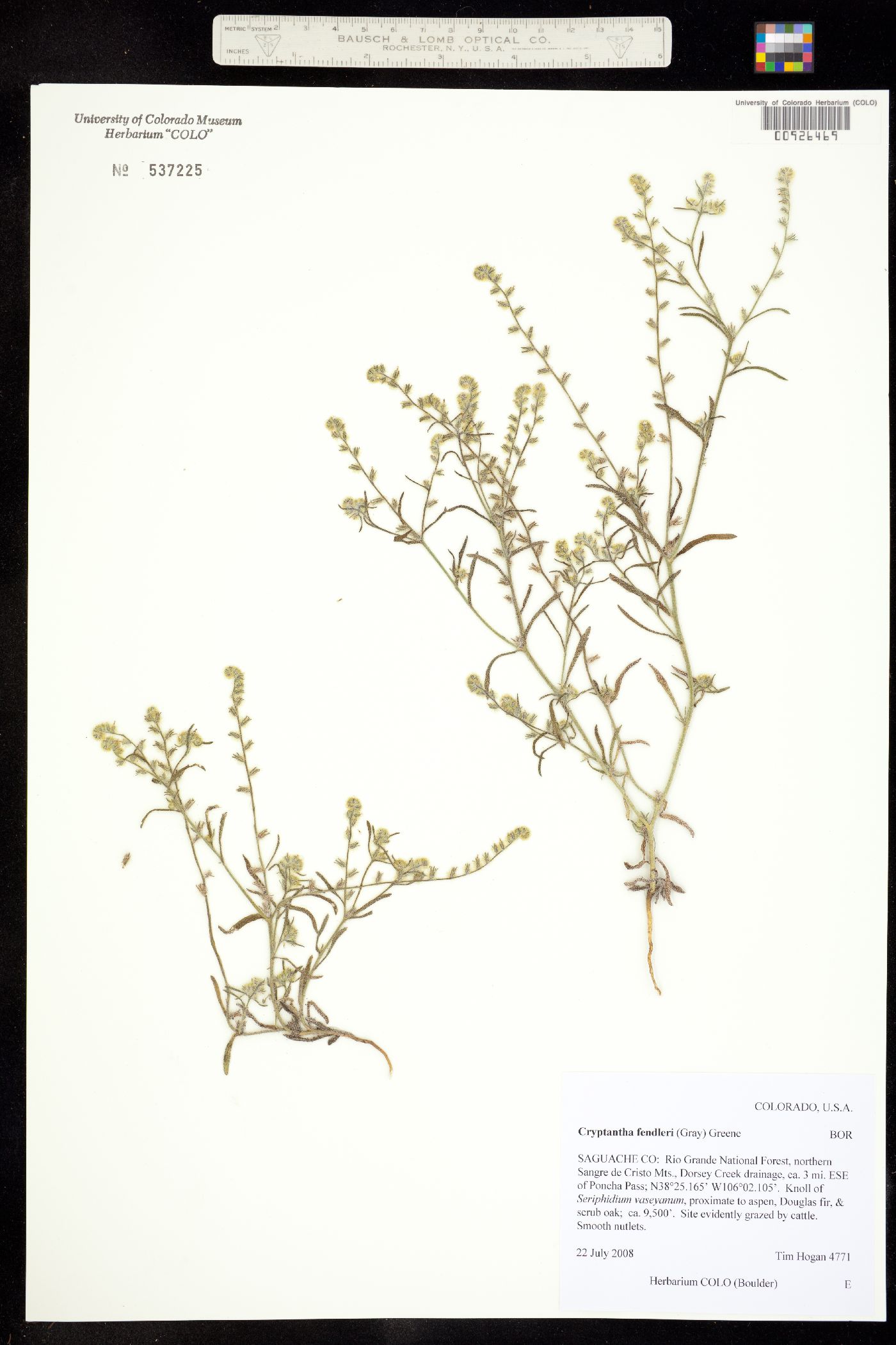 Cryptantha fendleri image