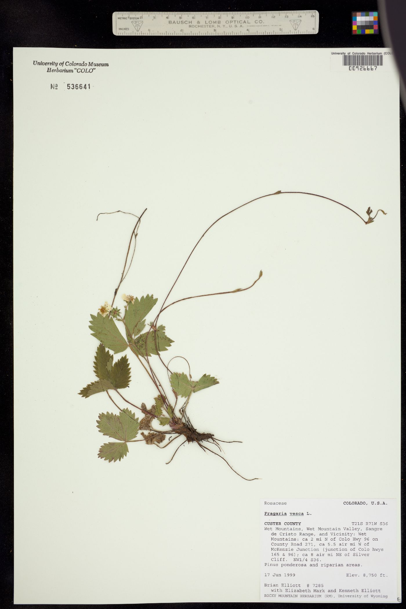 Fragaria vesca ssp. bracteata image