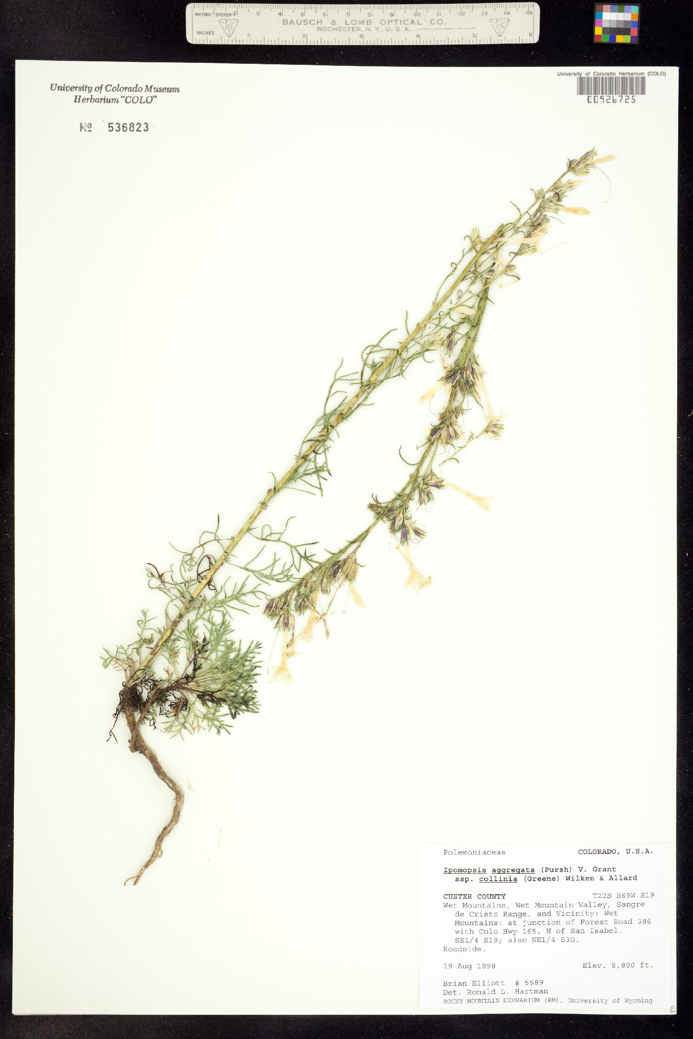 Polemoniaceae image