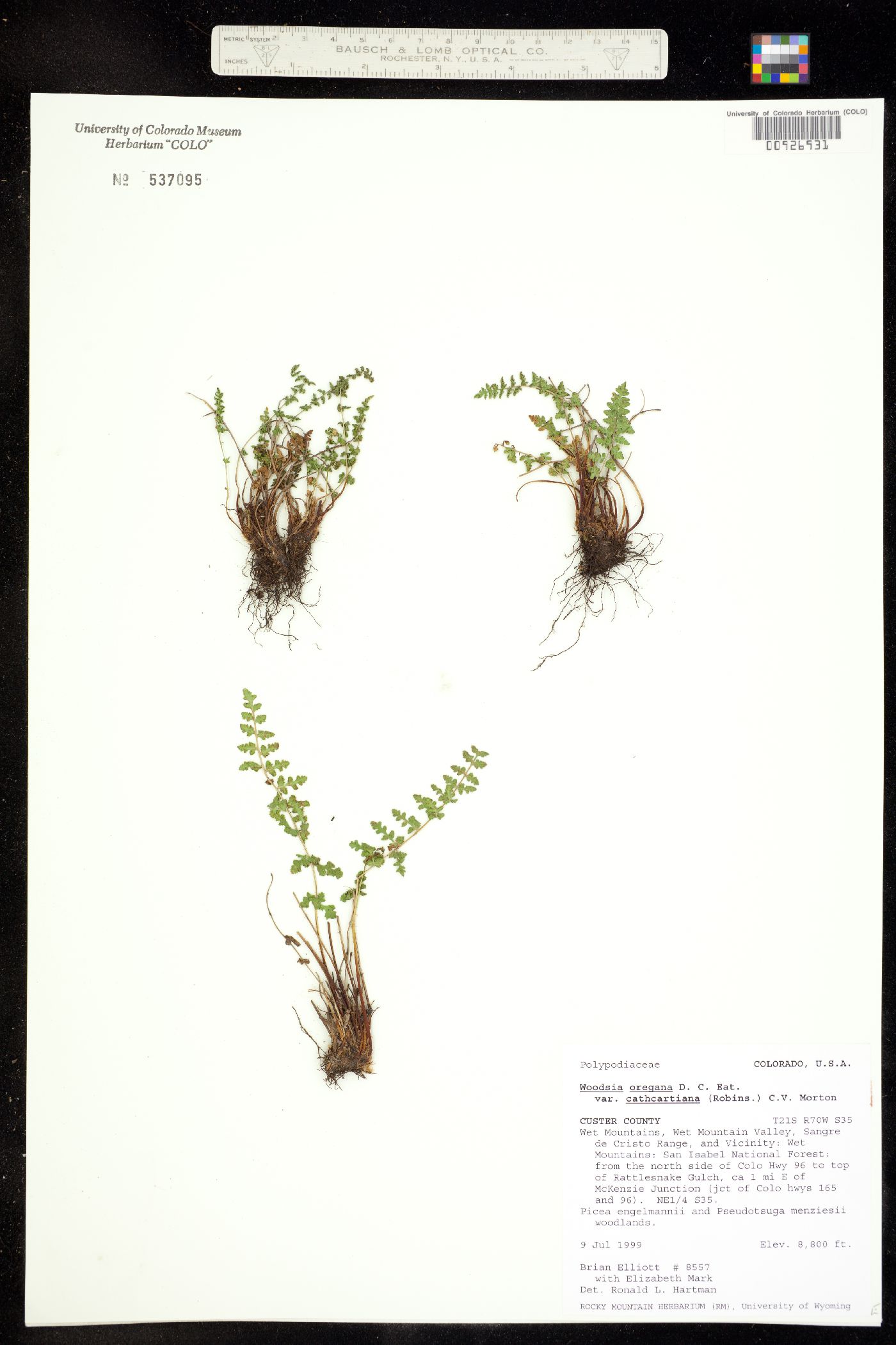 Woodsia oregana image