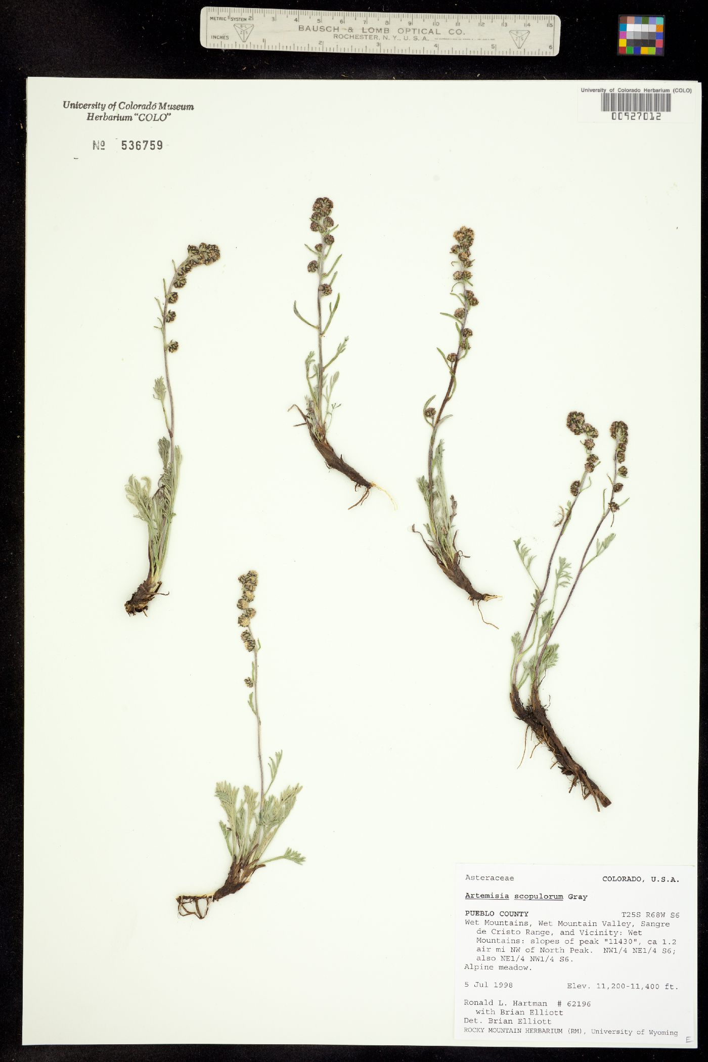Artemisia scopulorum image