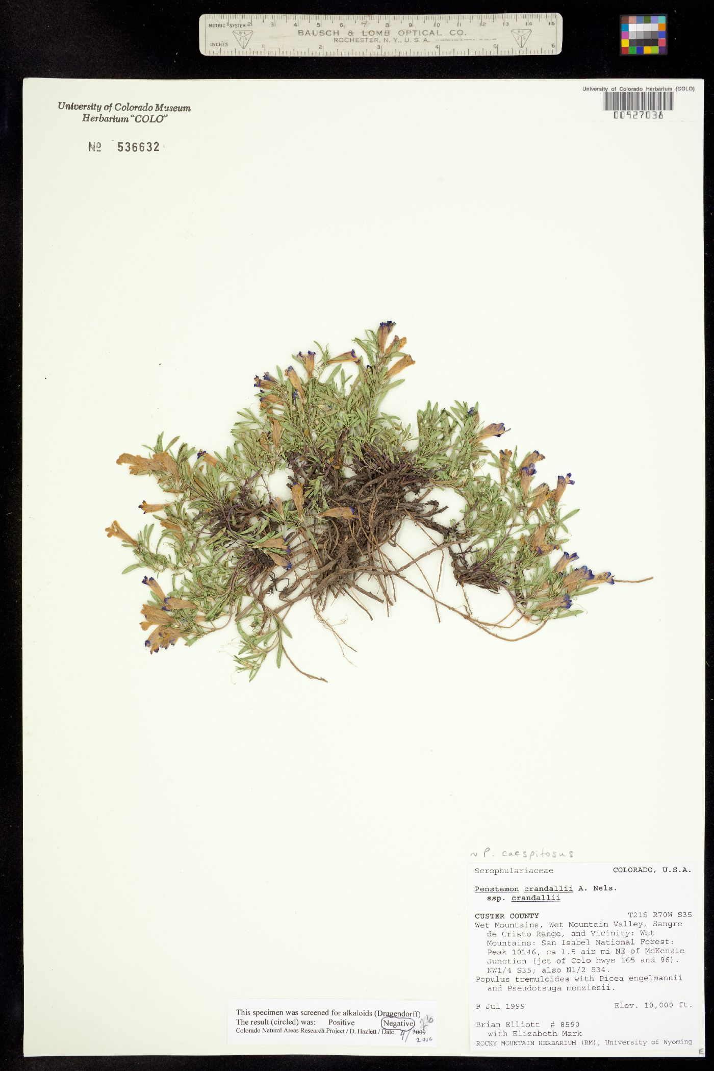 Penstemon crandallii image