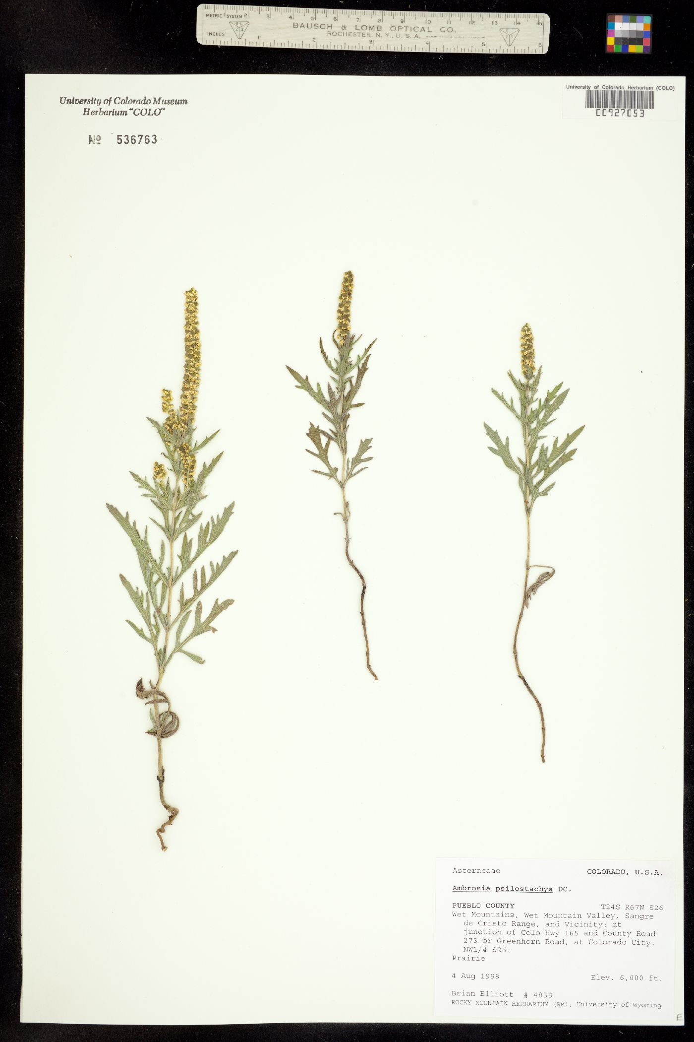 Ambrosia image