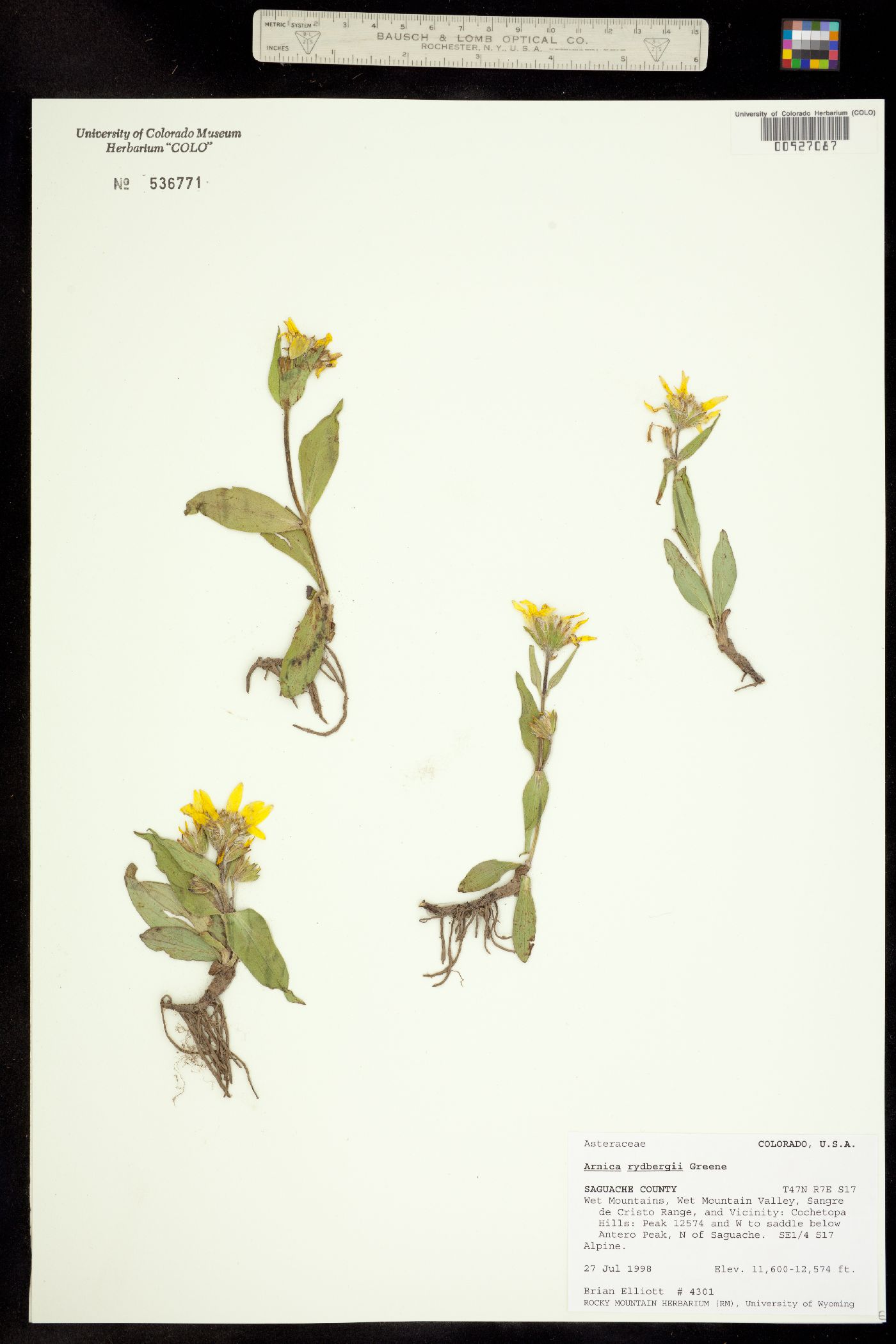 Arnica rydbergii image