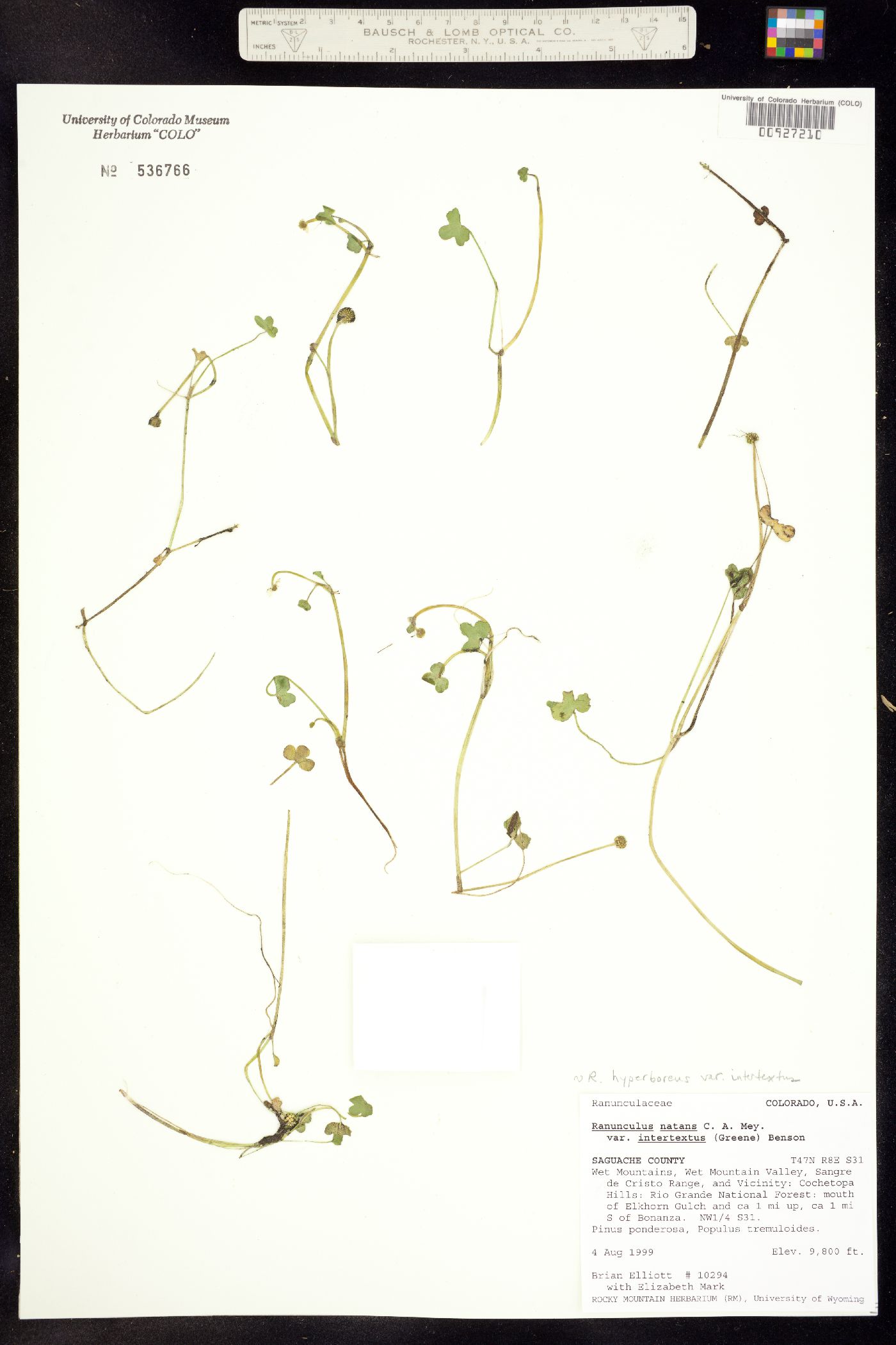 Ranunculus image