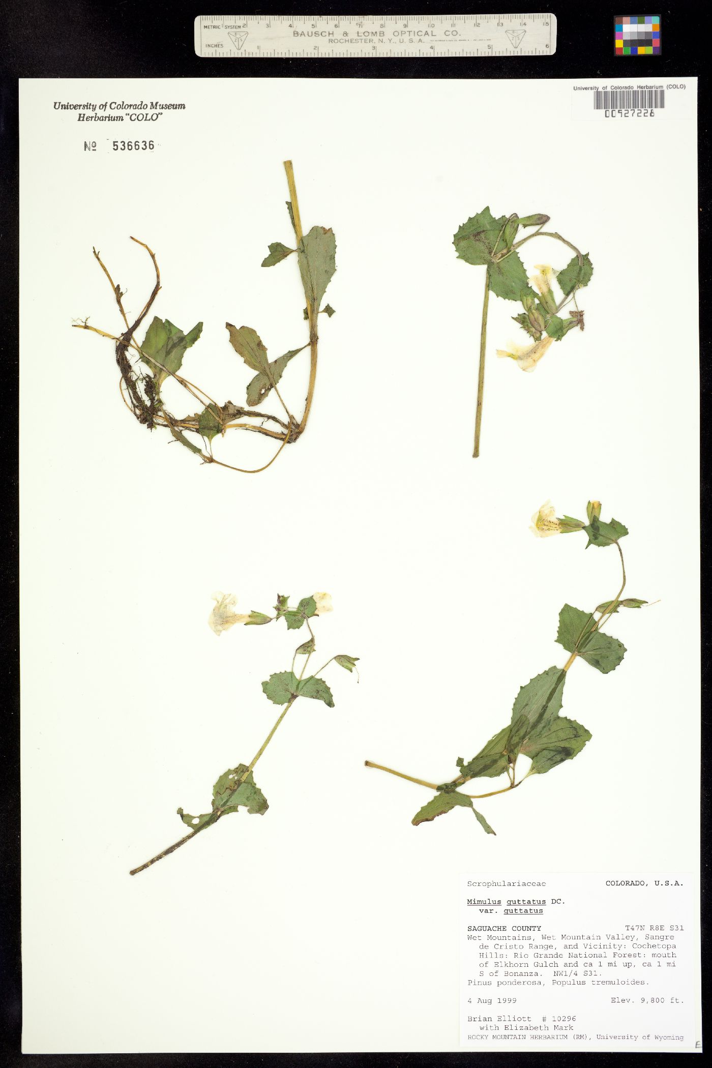 Phrymaceae image