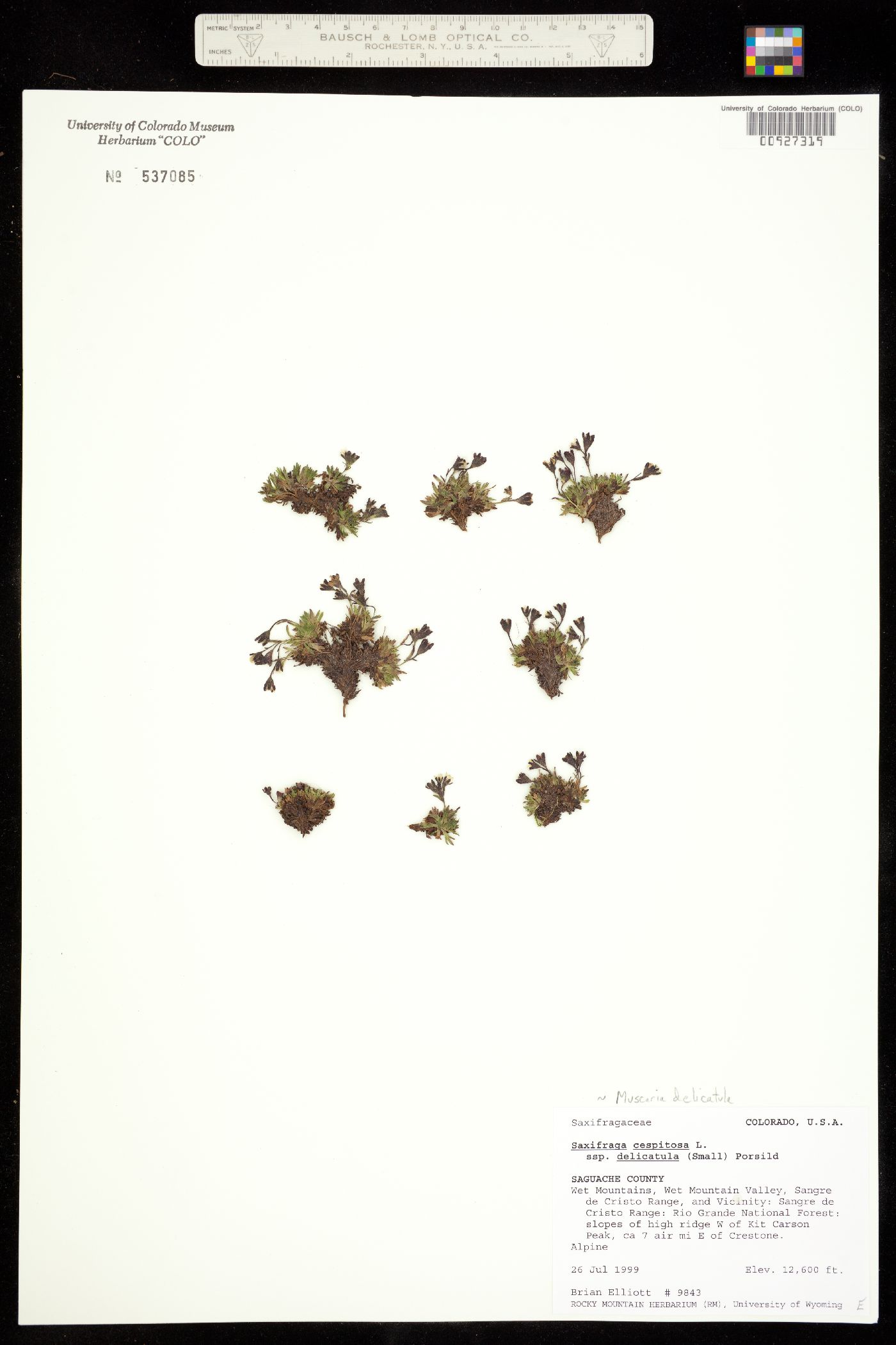 Saxifraga image