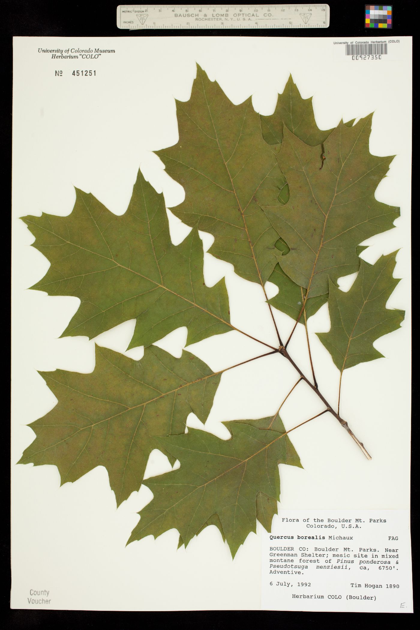 Quercus rubra image