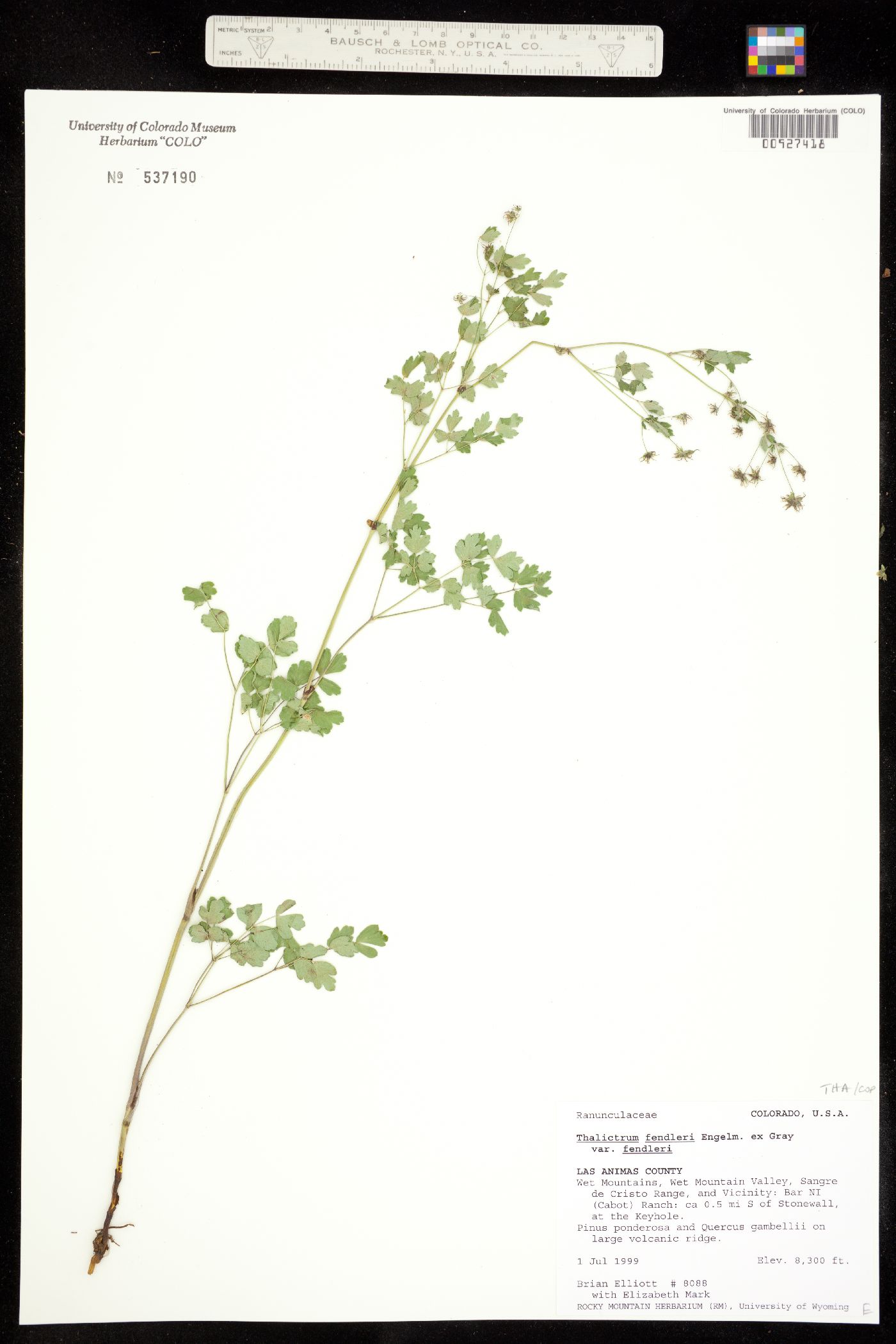 Thalictrum fendleri image