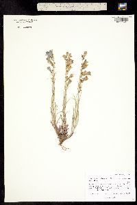 Penstemon virgatus ssp. asa-grayi image