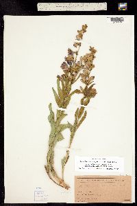 Image of Penstemon virgatus ssp. asa-grayi