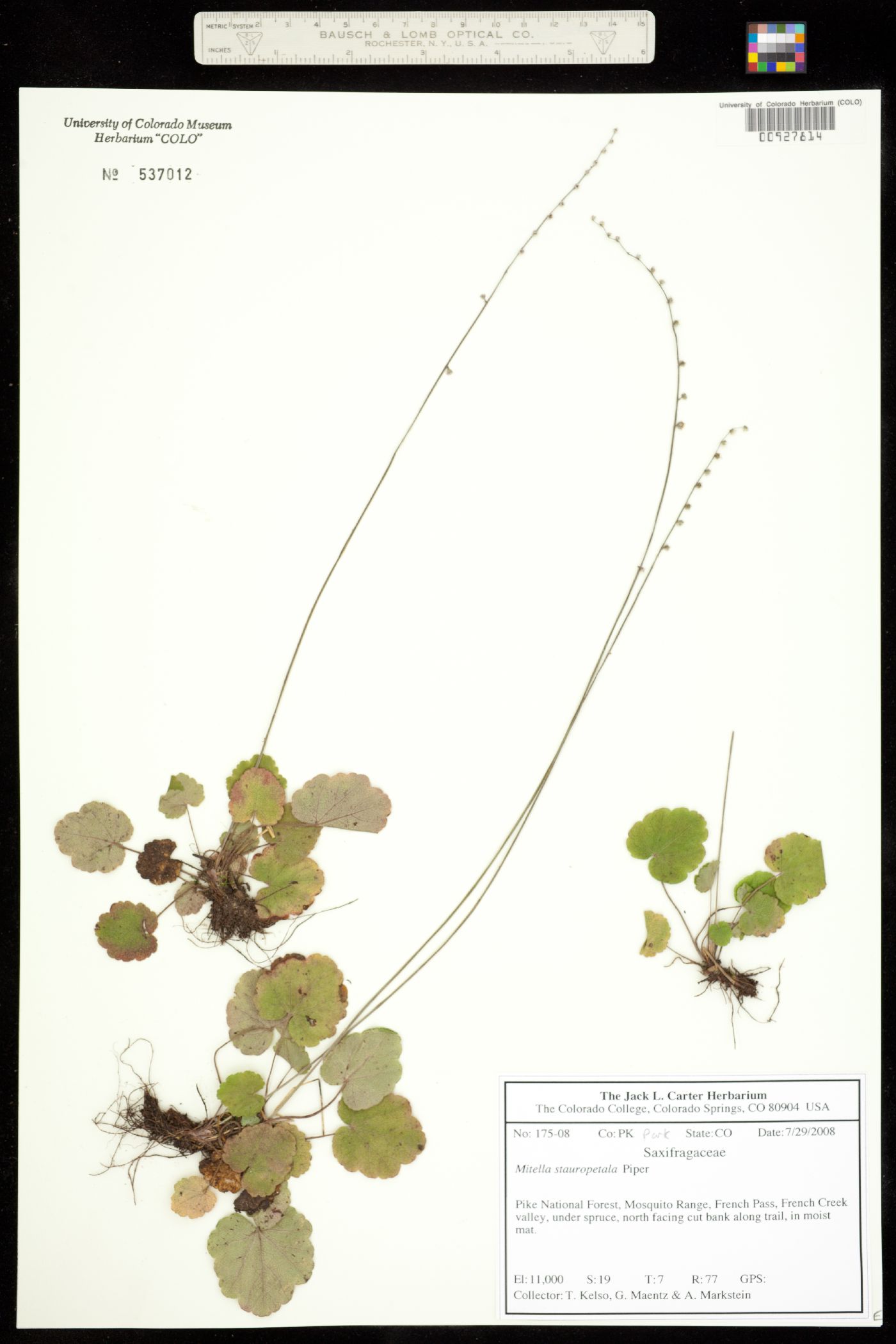 Mitella stauropetala var. stenopetala image