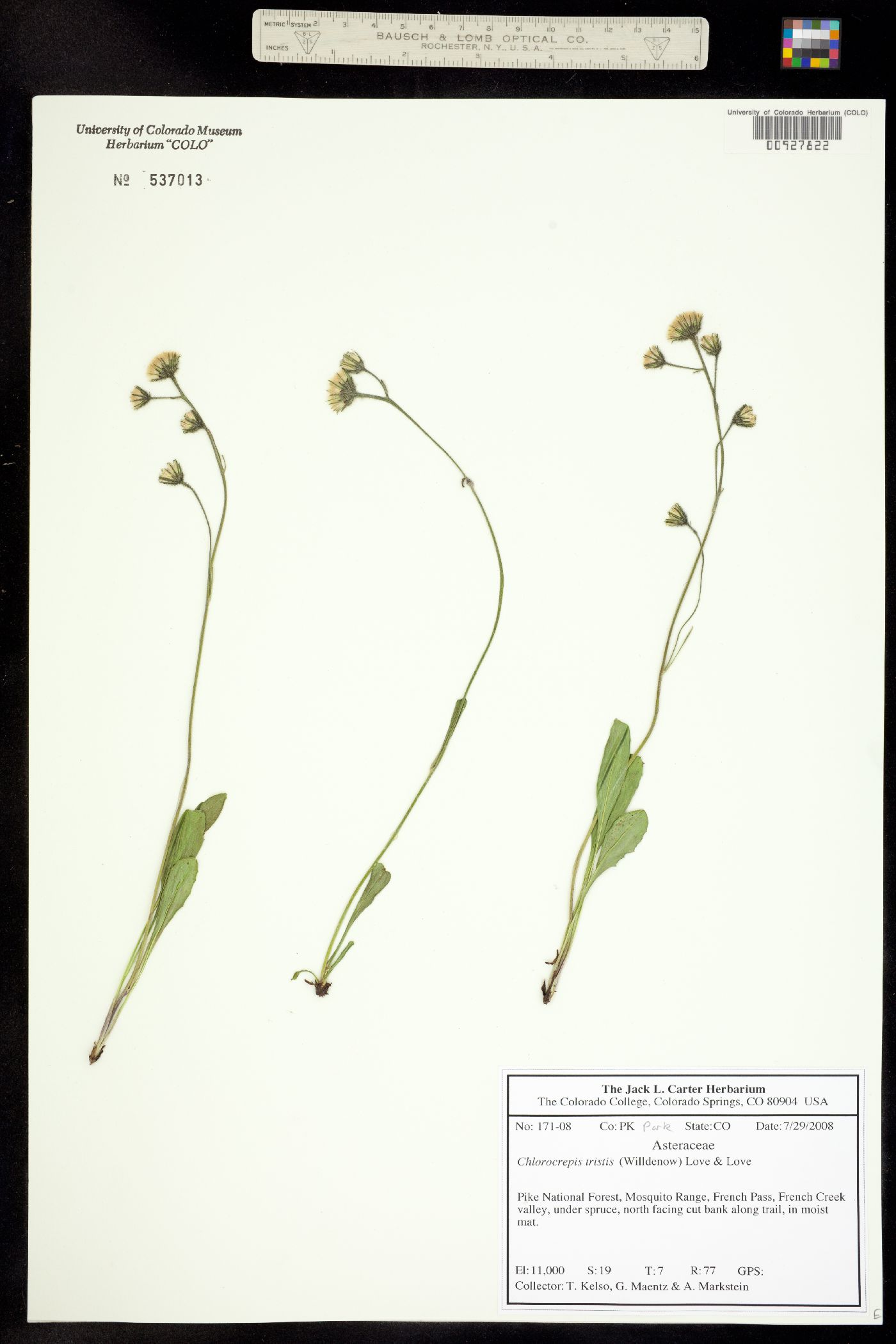 Chlorocrepis tristis ssp. gracilis image