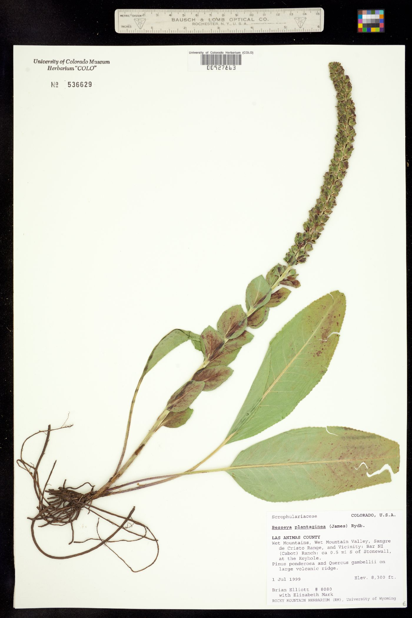 Synthyris plantaginea image