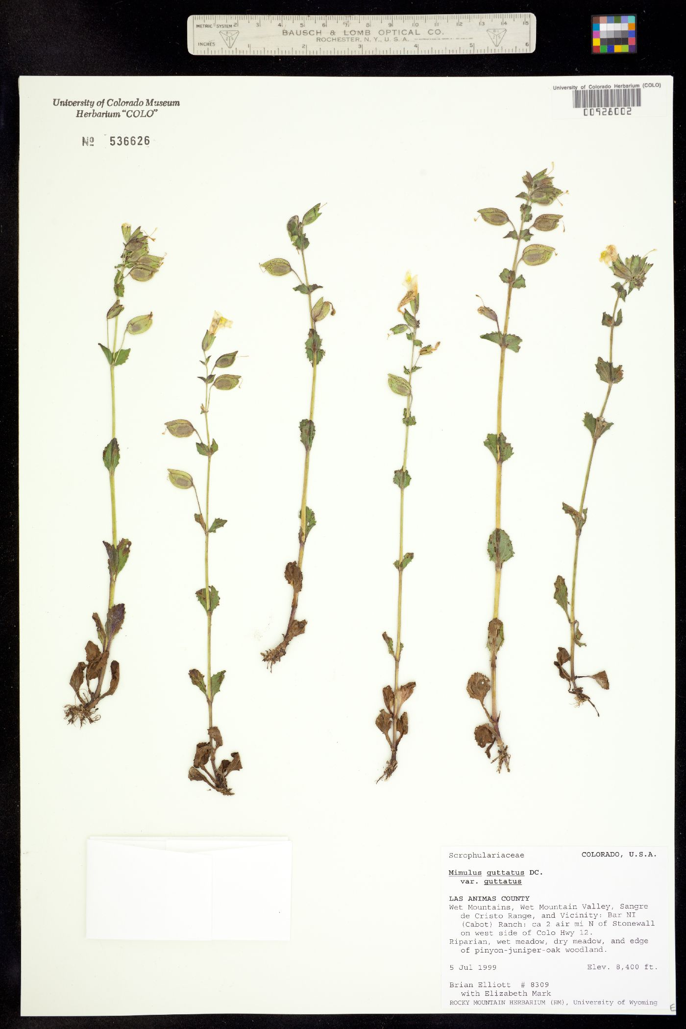 Mimulus guttatus image