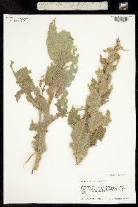 Image of Verbascum phlomoides