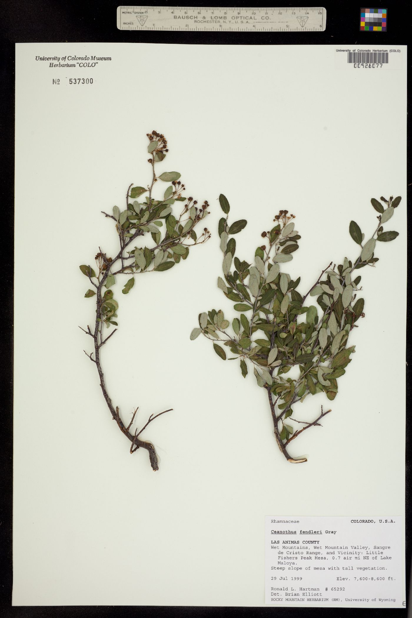 Ceanothus fendleri image