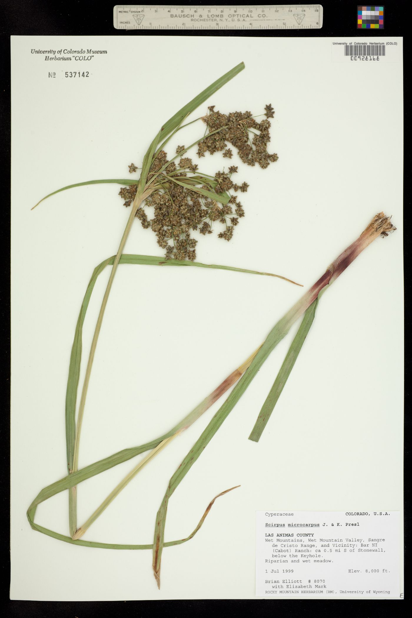 Scirpus microcarpus image