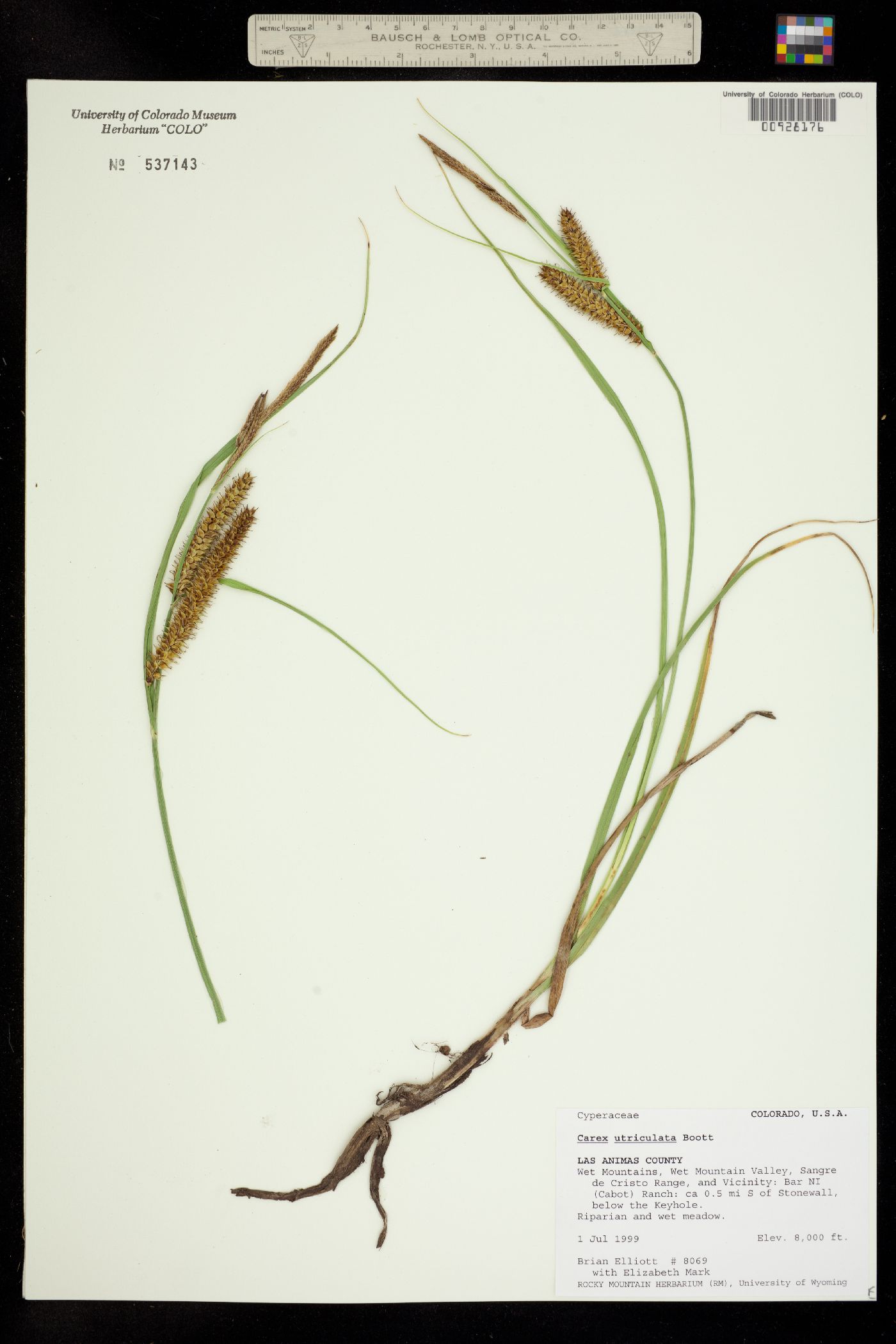 Carex utriculata image