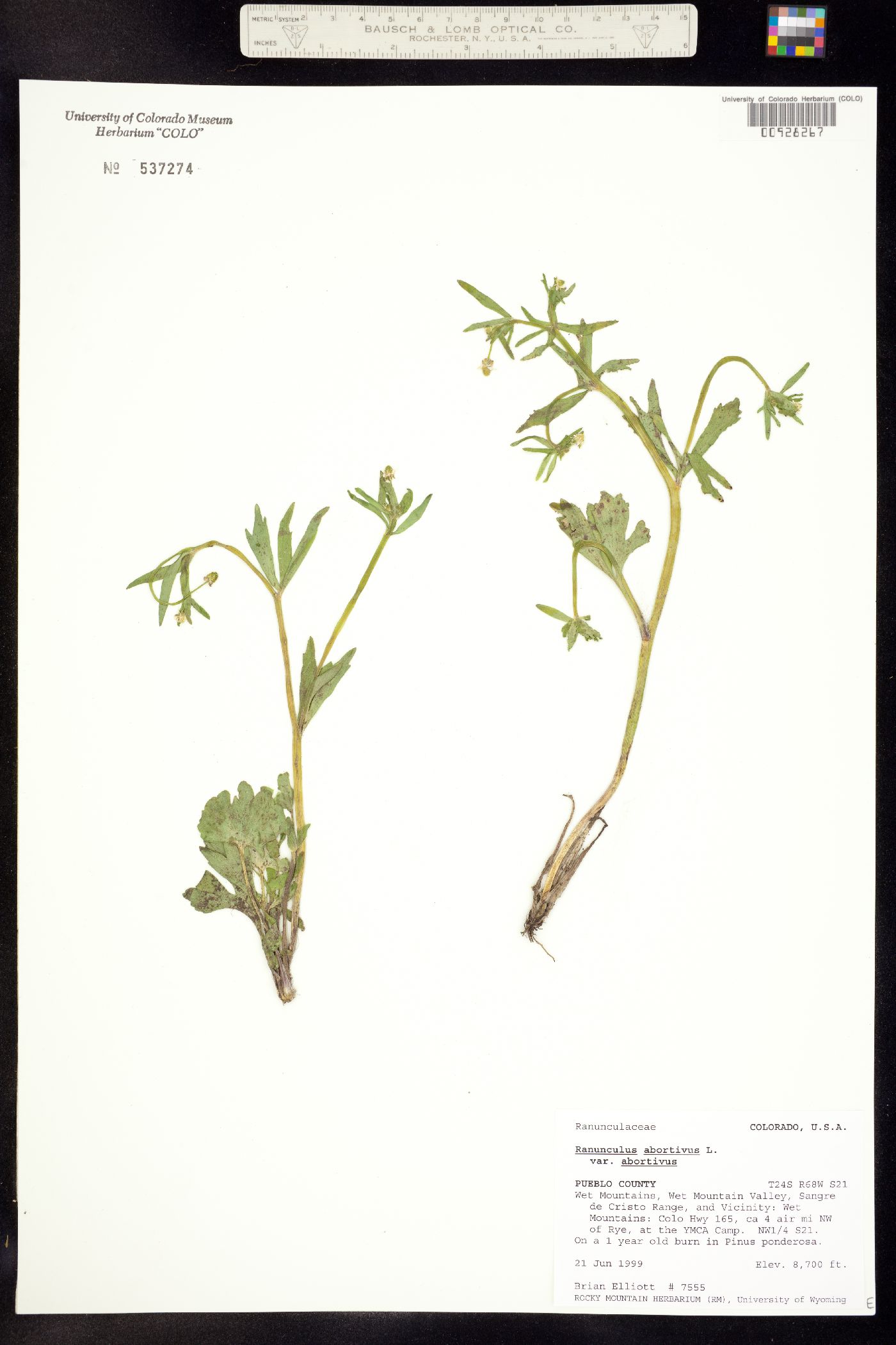 Ranunculus abortivus image