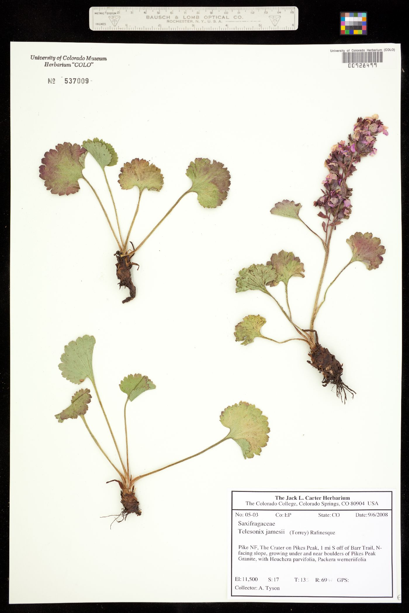 Telesonix jamesii image