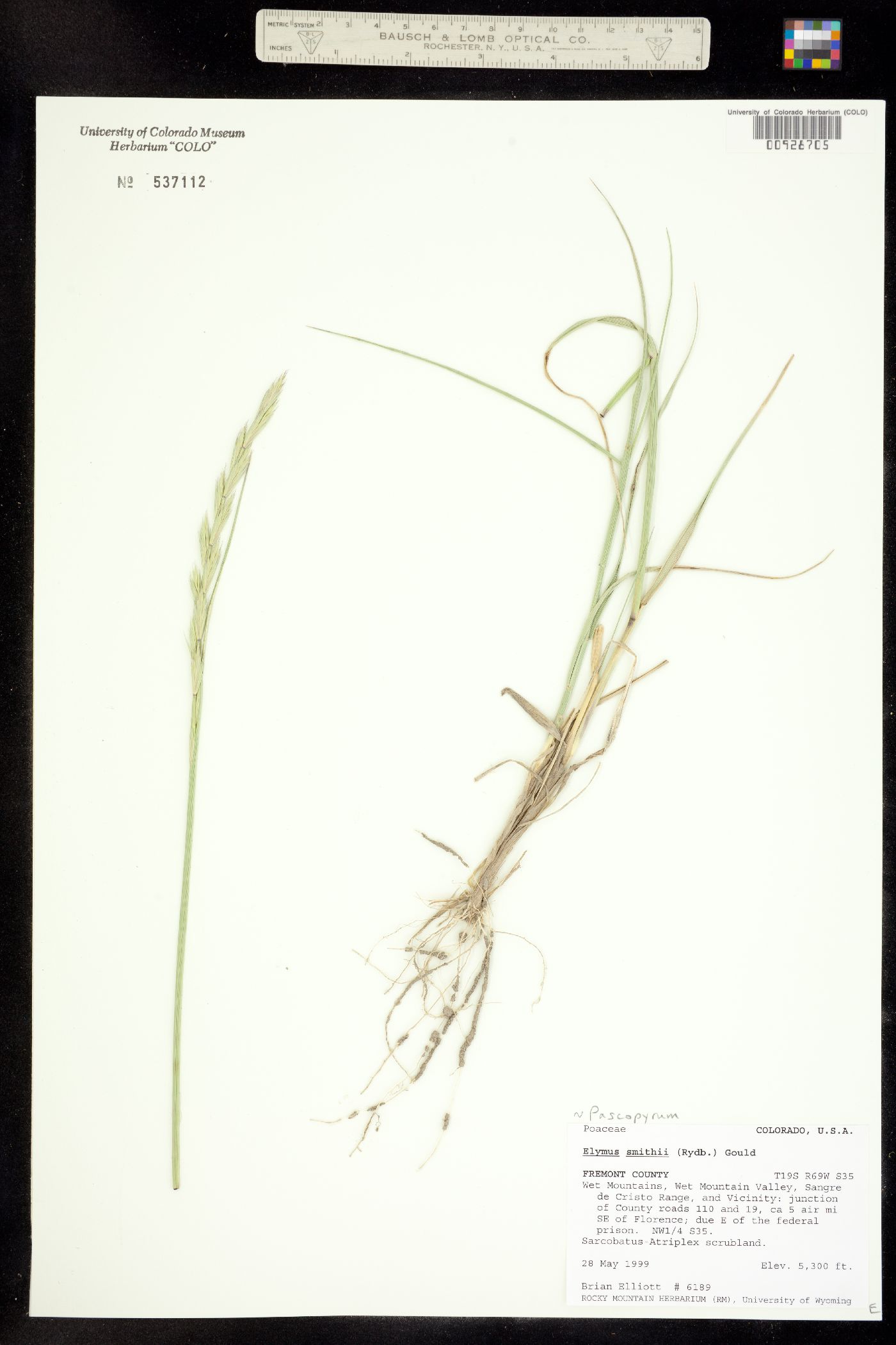 Pascopyrum smithii image