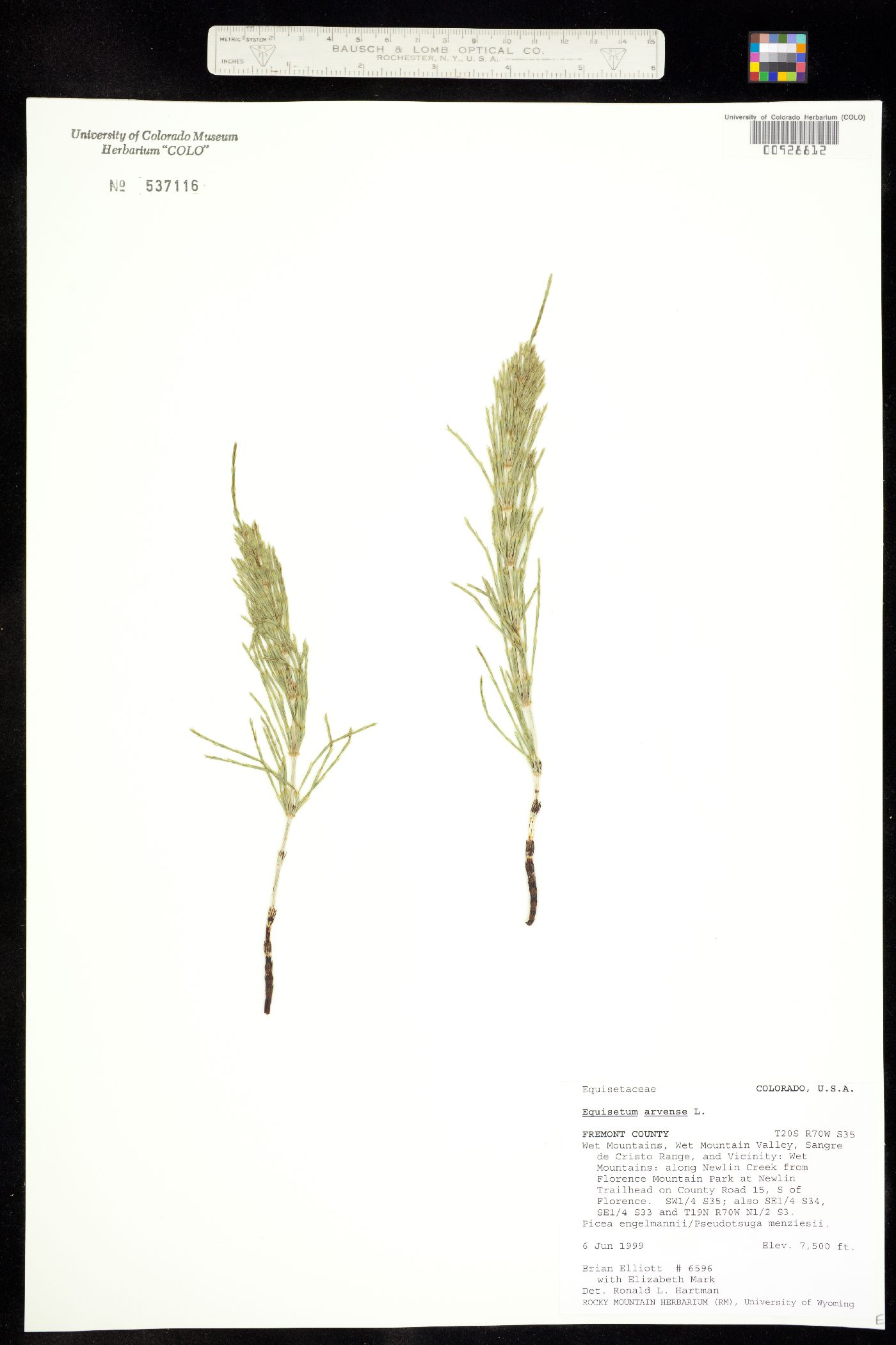 Equisetum arvense image
