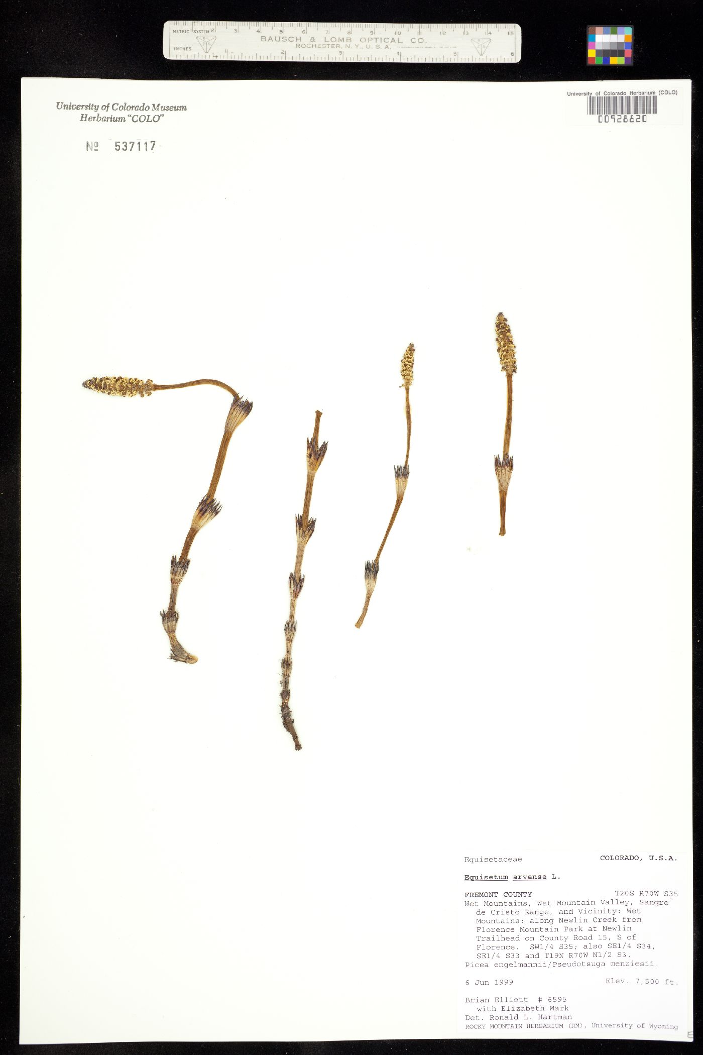 Equisetum arvense image
