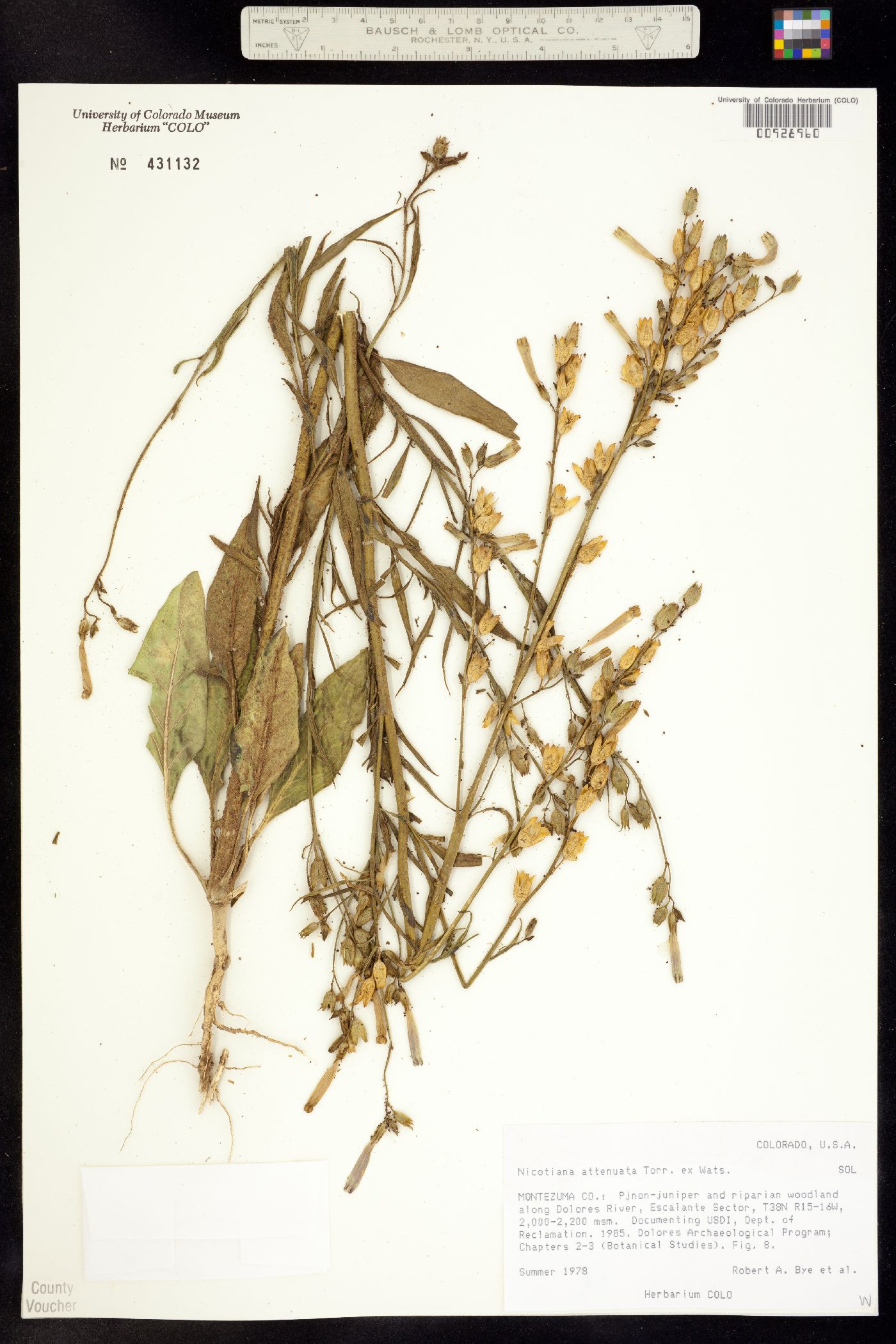 Nicotiana attenuata image