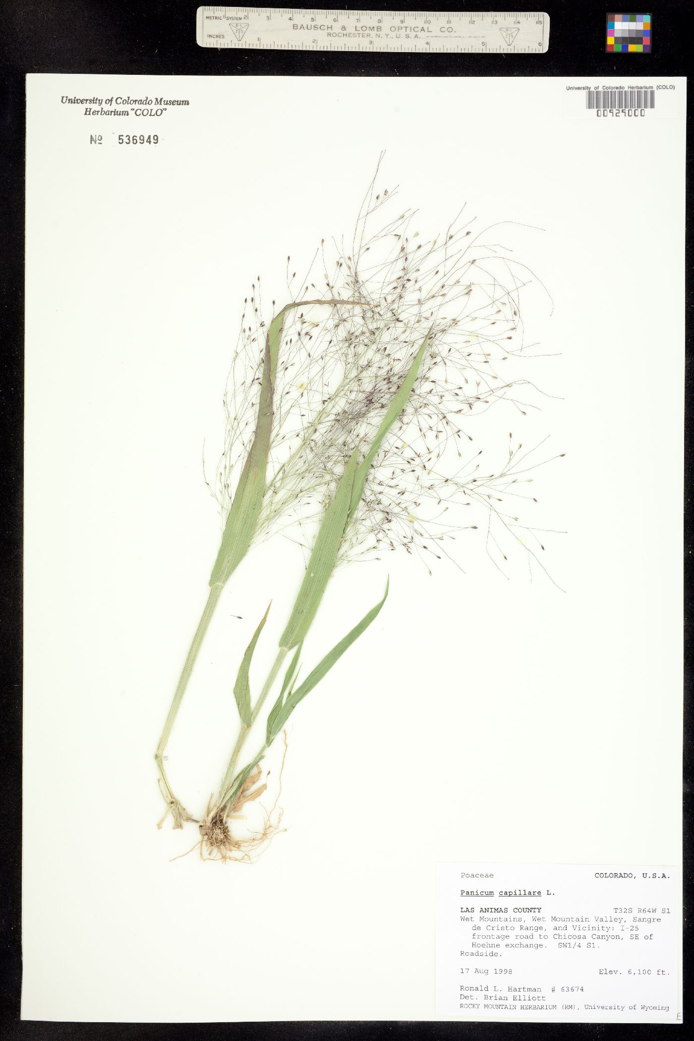 Panicum capillare image