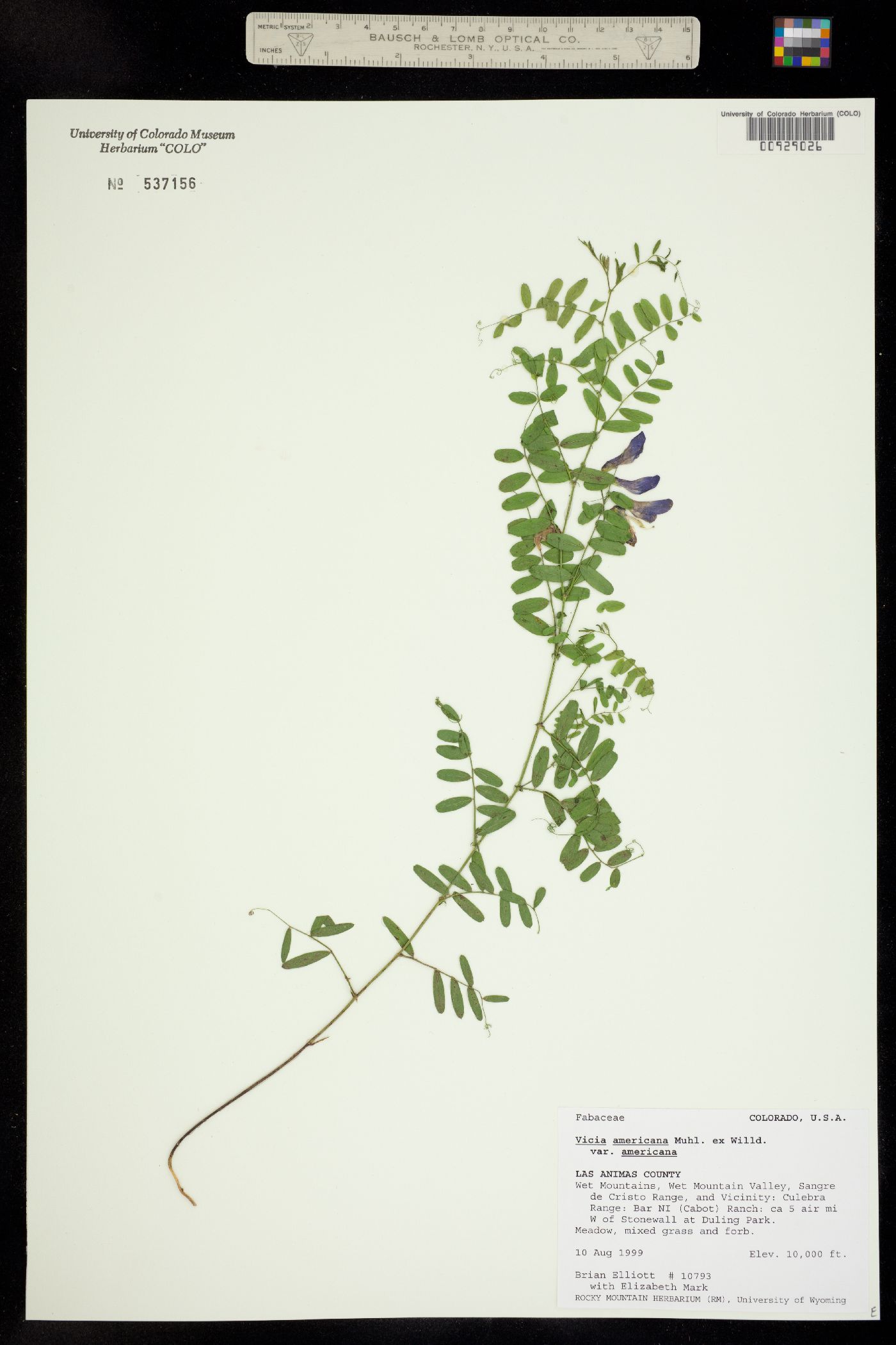 Vicia americana ssp. americana image