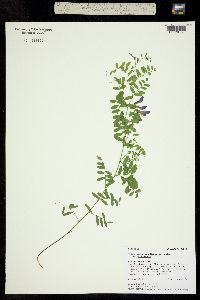Vicia americana ssp. americana image
