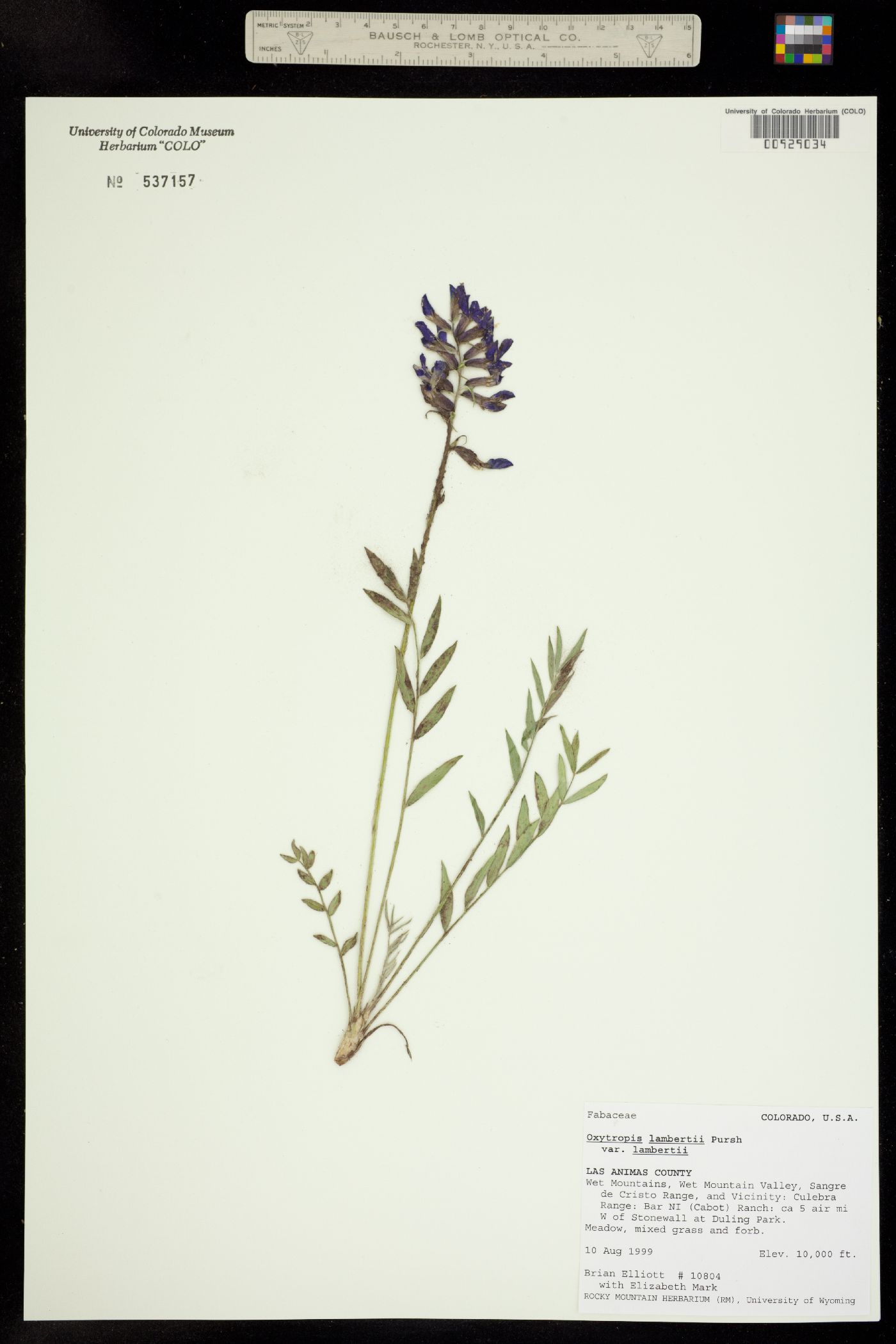 Oxytropis lambertii ssp. lambertii image