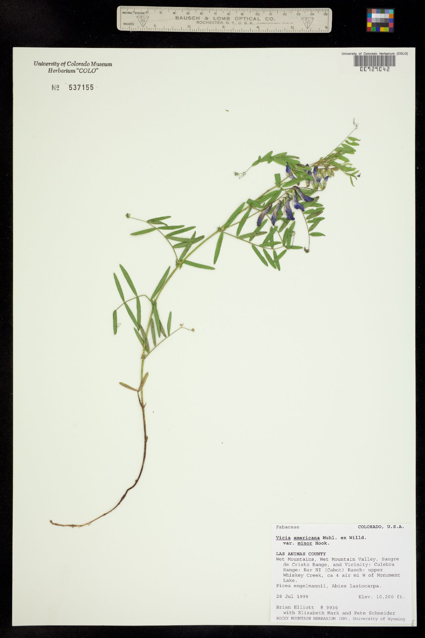 Vicia americana ssp. minor image